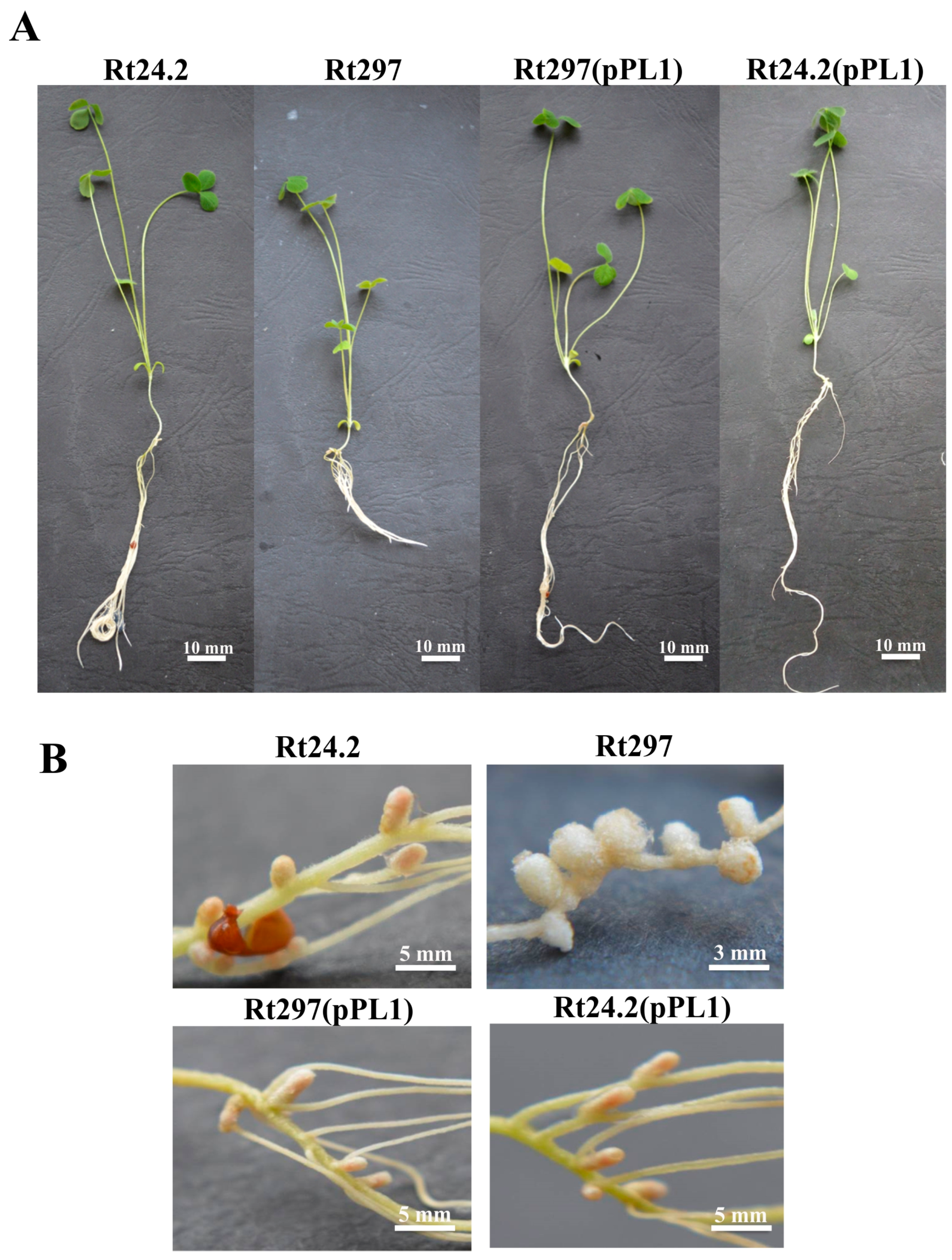 Genes 09 00369 g011 Genes 09 00369 g011