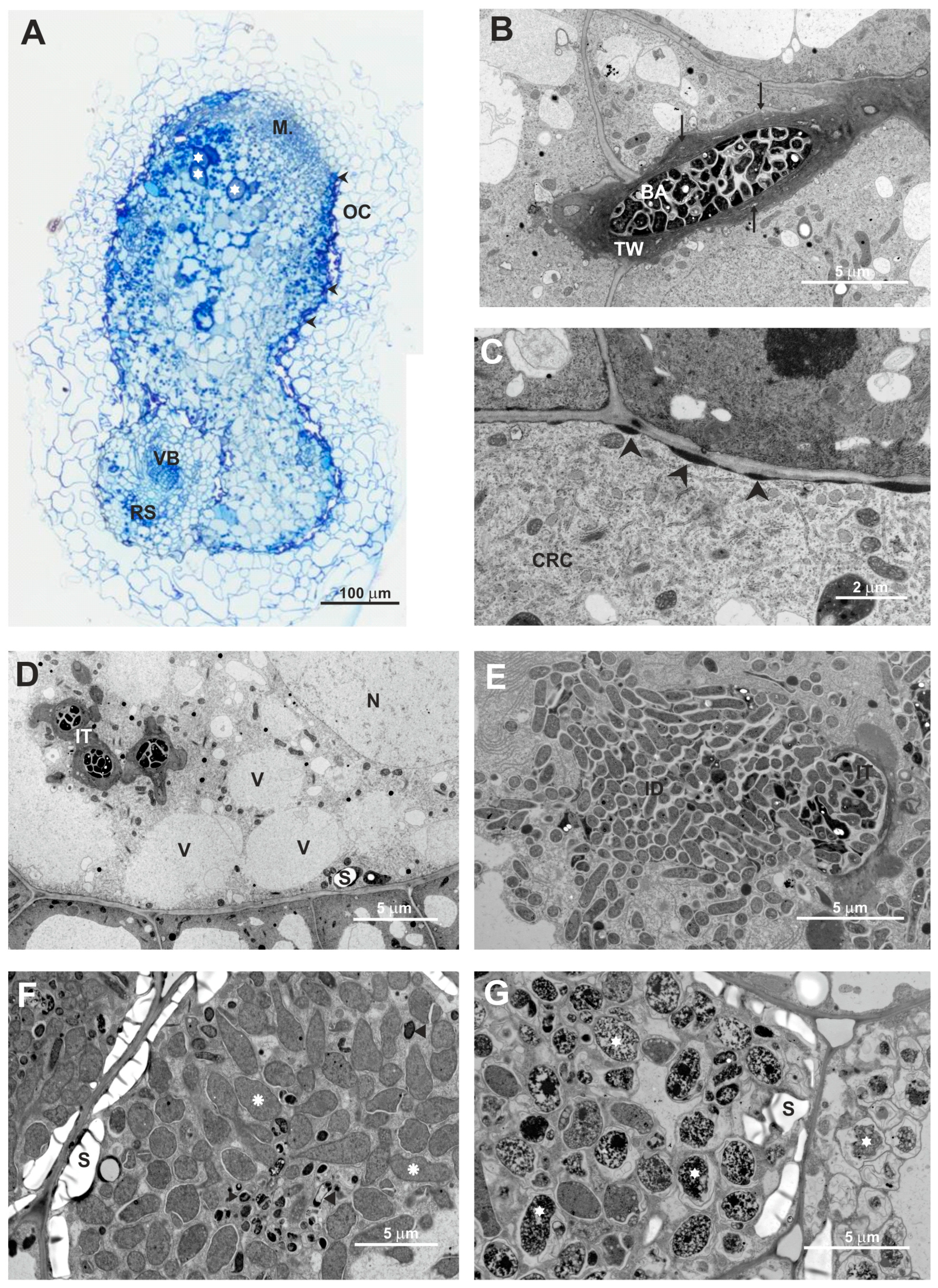 Genes 09 00369 g014 Genes 09 00369 g014