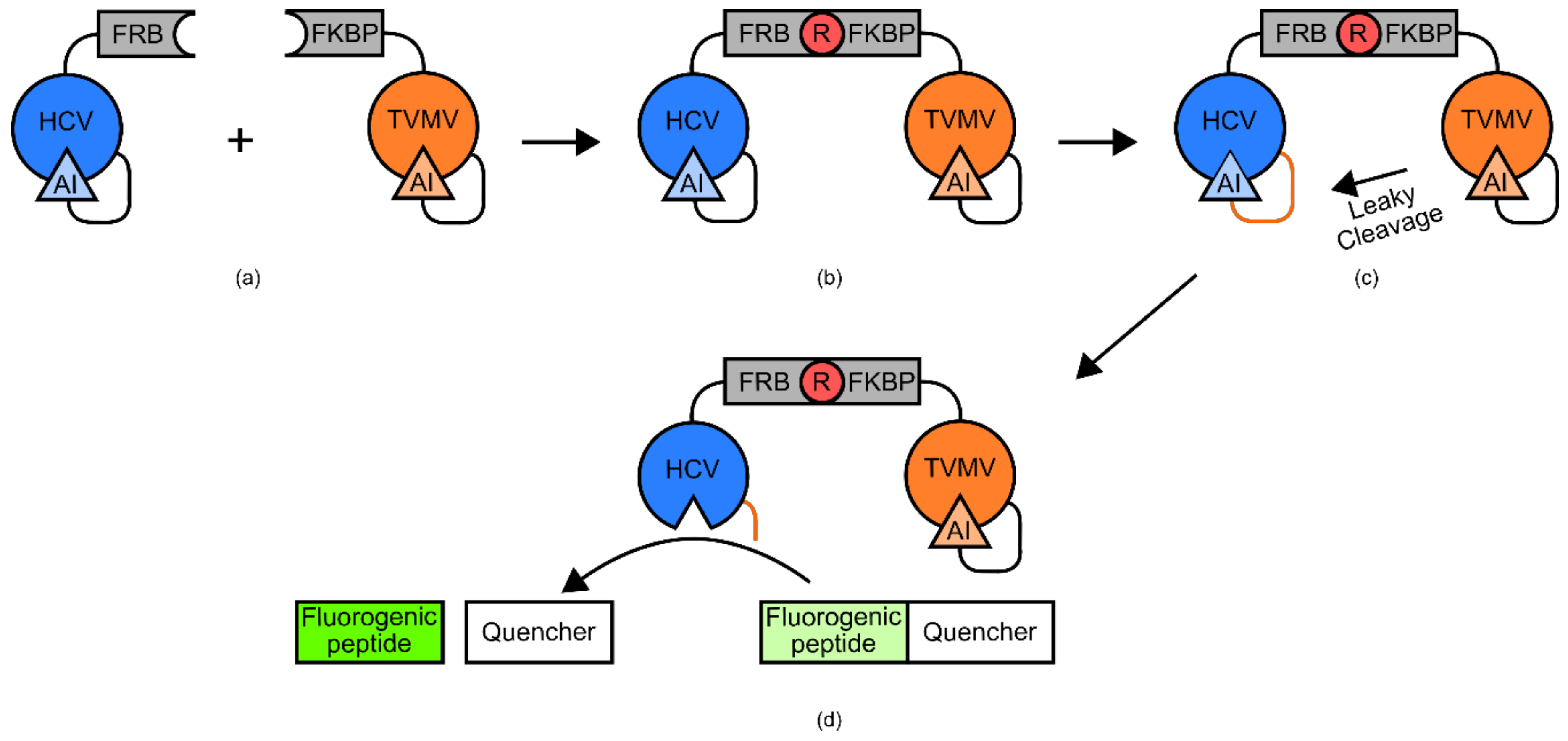 Genes 09 00375 g015