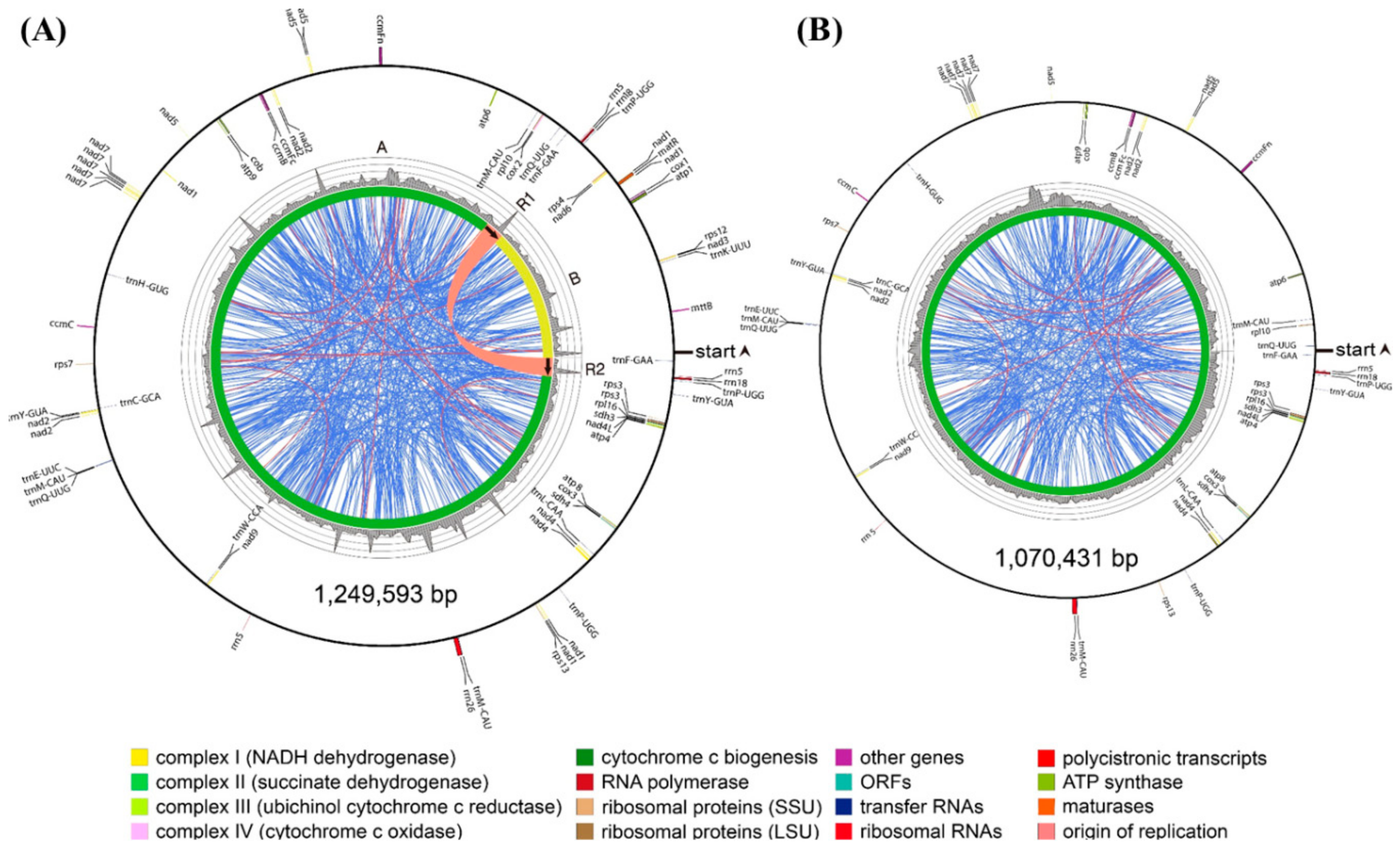 Genes 09 00383 g003 550