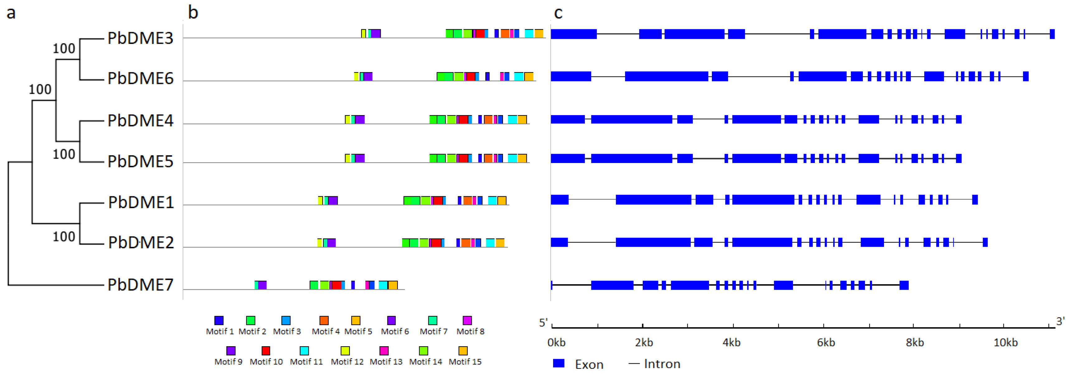 Genes 09 00398 g001 Genes 09 00398 g001