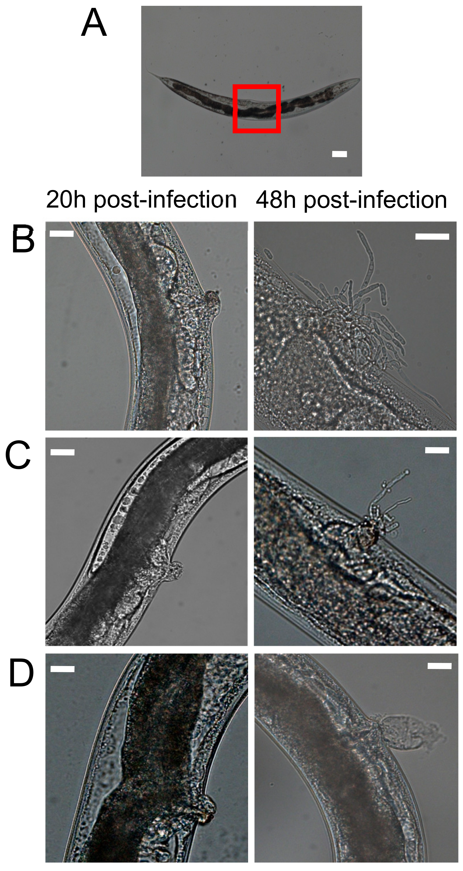 Genes 09 00401 g001