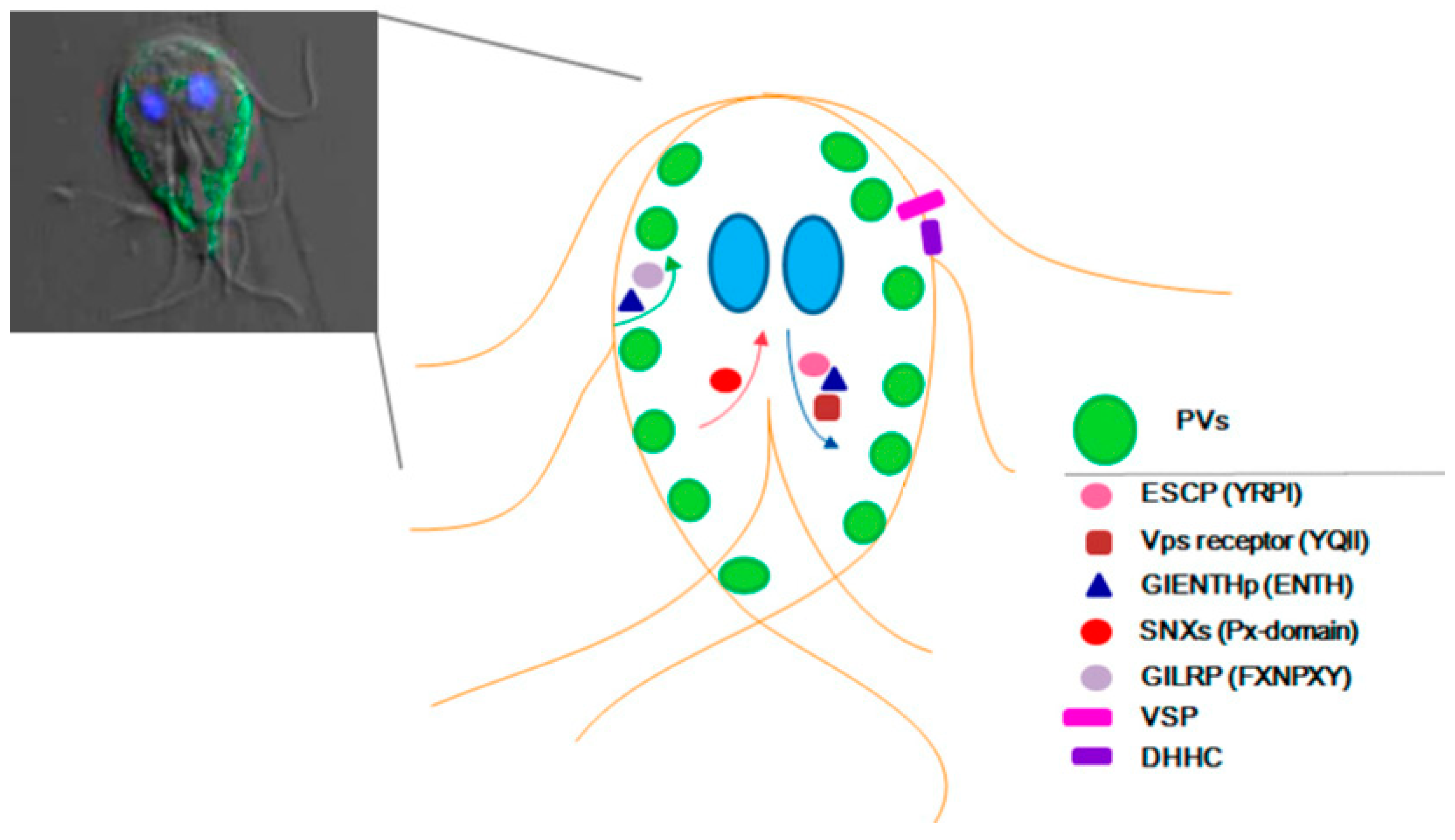 Genes 09 00404 g002 Genes 09 00404 g002