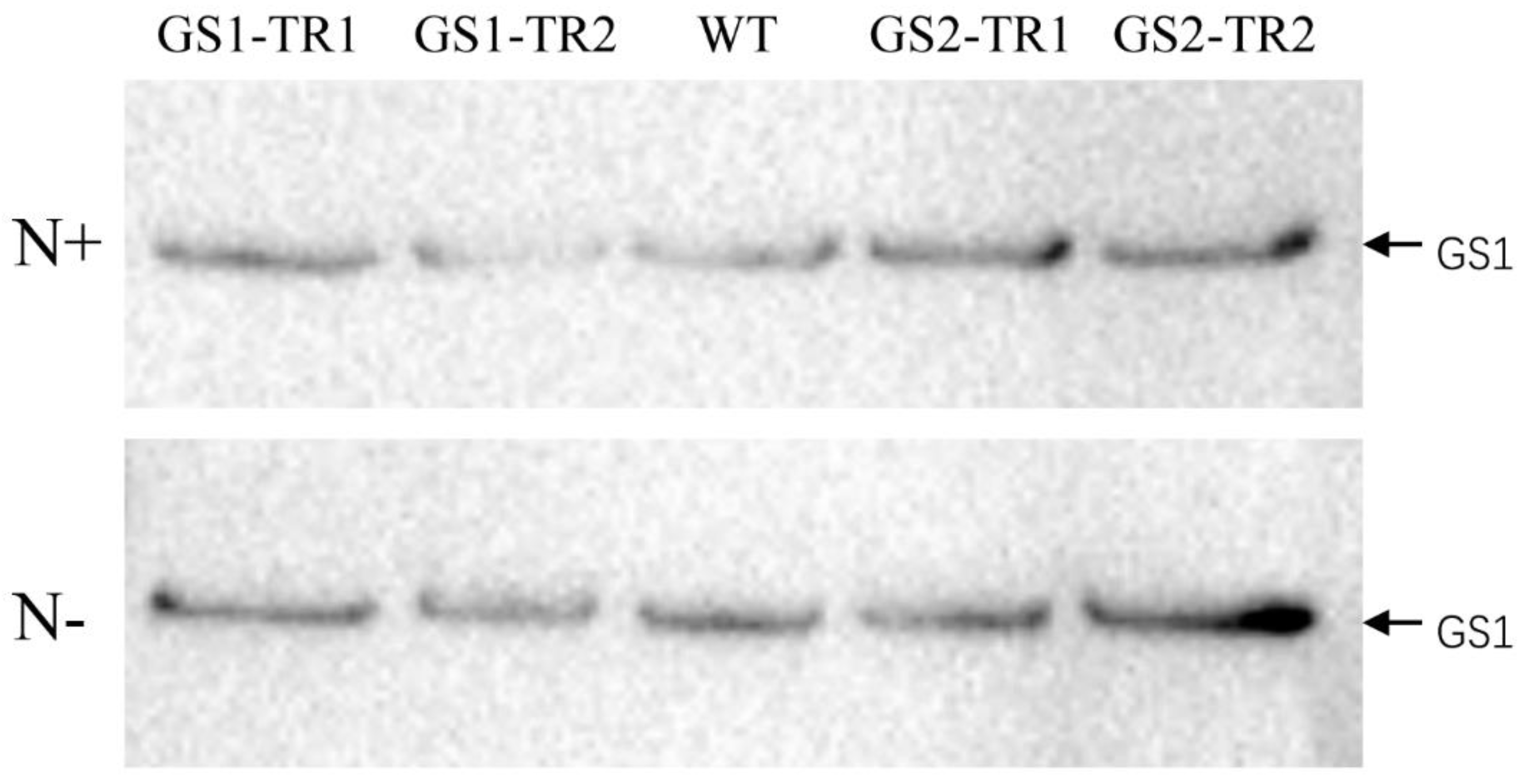 Genes 09 00406 g004