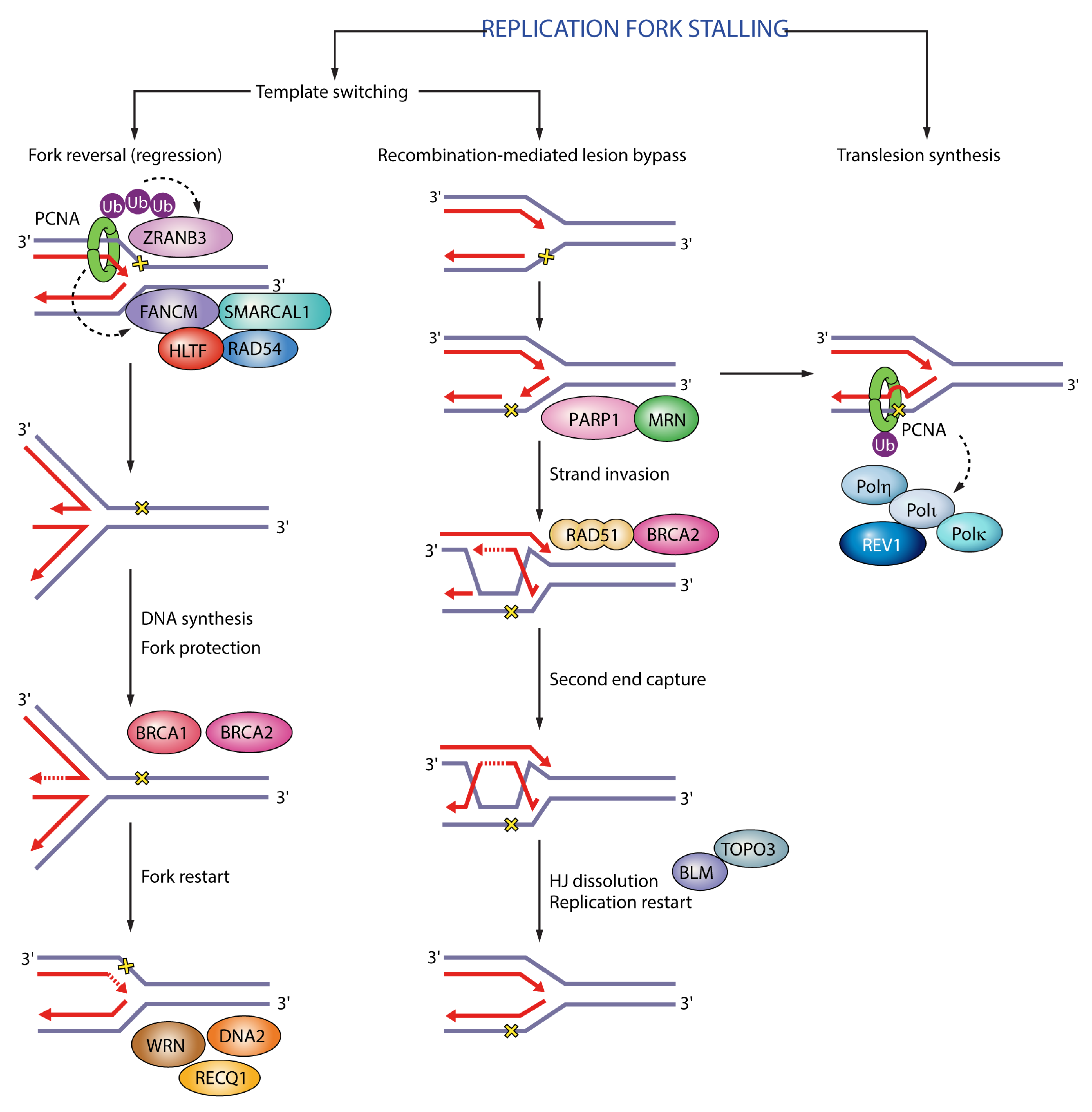Genes 09 00416 g002 Genes 09 00416 g002