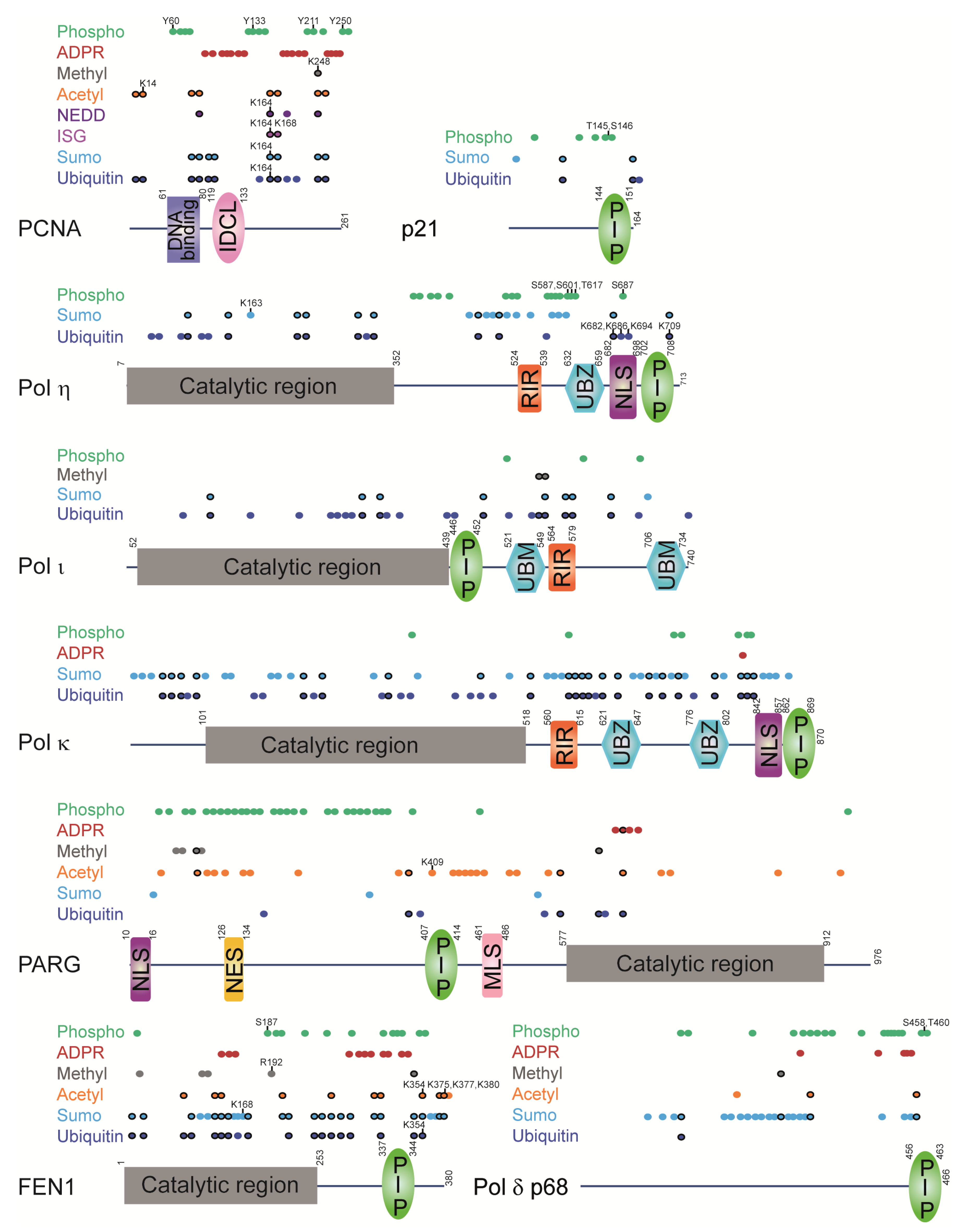 Genes 09 00416 g007 Genes 09 00416 g007