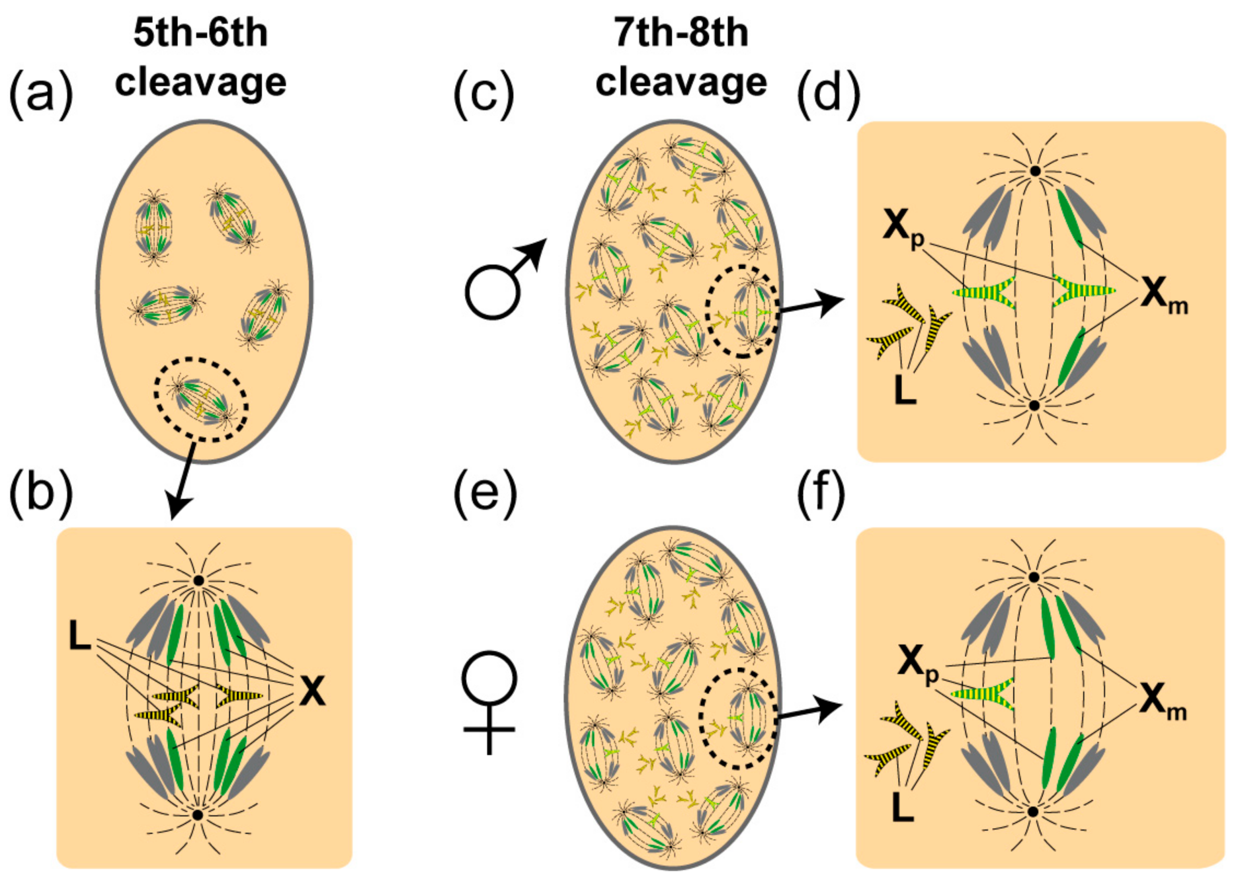 Genes 09 00440 g001