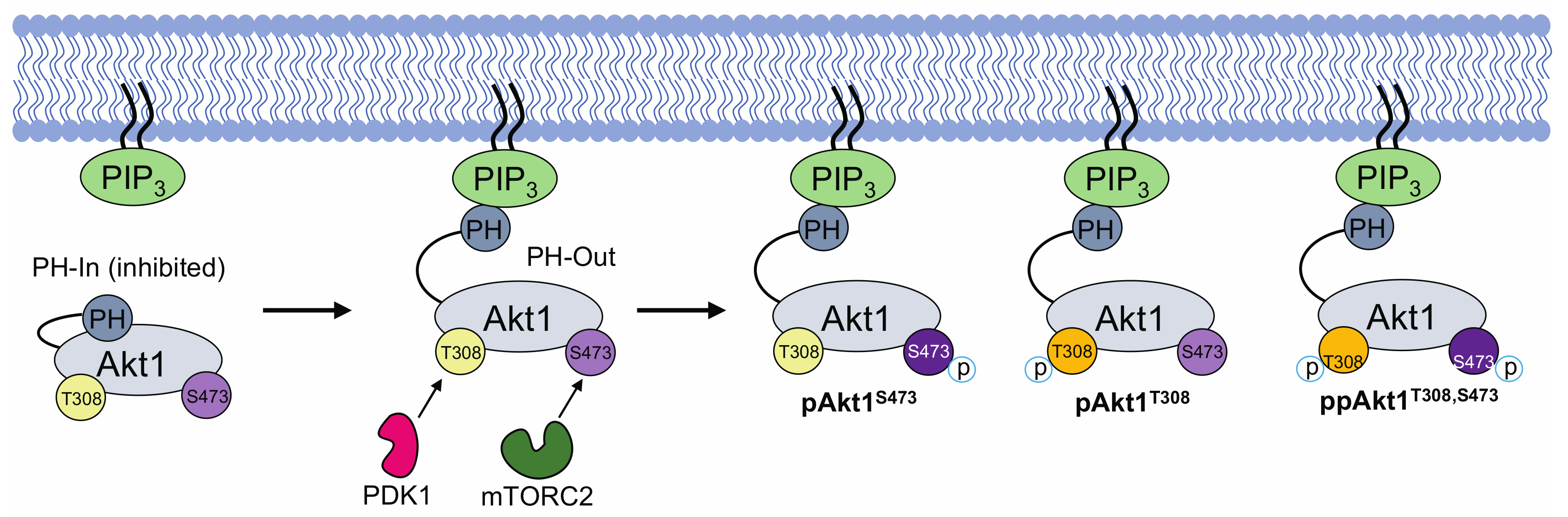 Akt 1. Ген wt1. Abcd1 ген. Rb1 Gene Cell Cycle. Ген 1 телефон