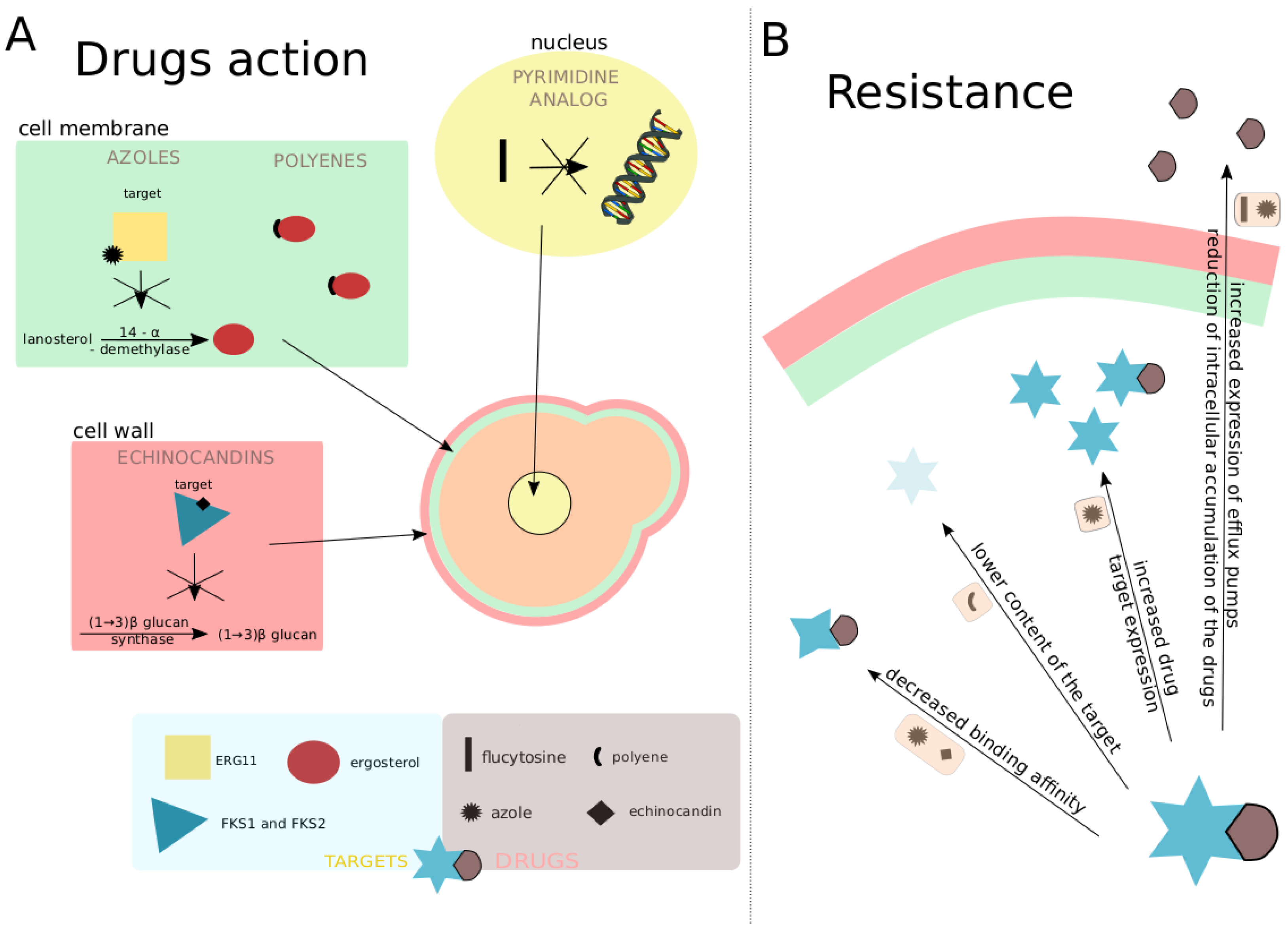 Genes Free FullText Evolutionary Emergence of Drug Resistance in Candida Opportunistic