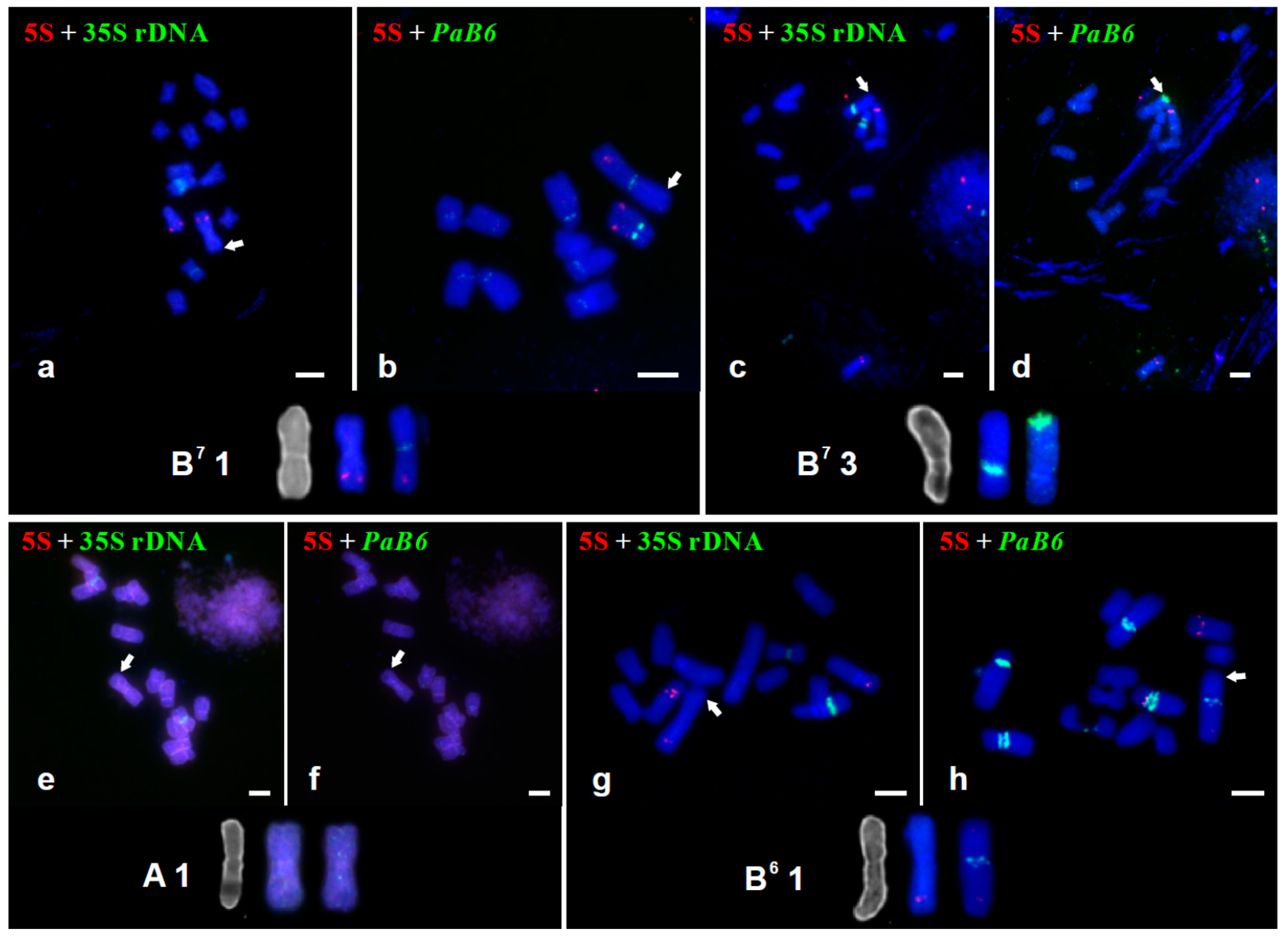 Genes 09 00468 g002a Genes 09 00468 g002a