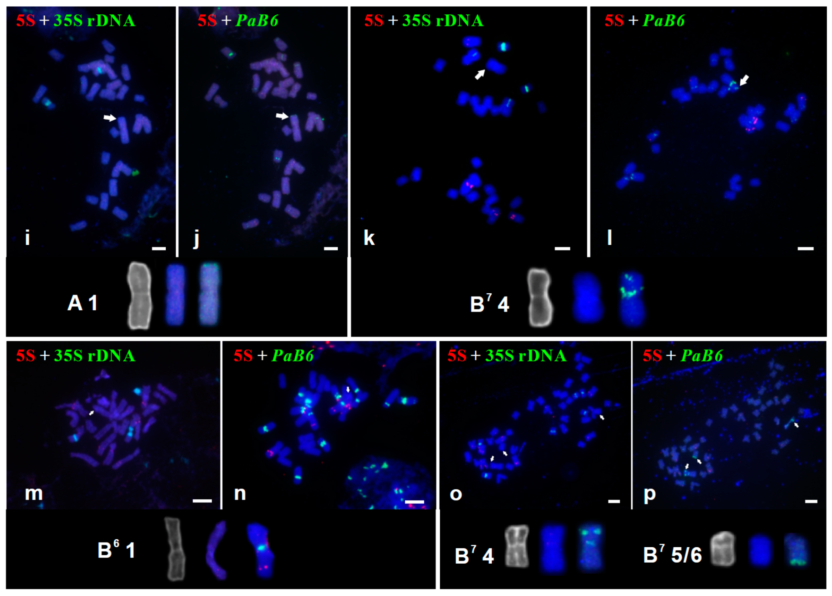 Genes 09 00468 g002b Genes 09 00468 g002b