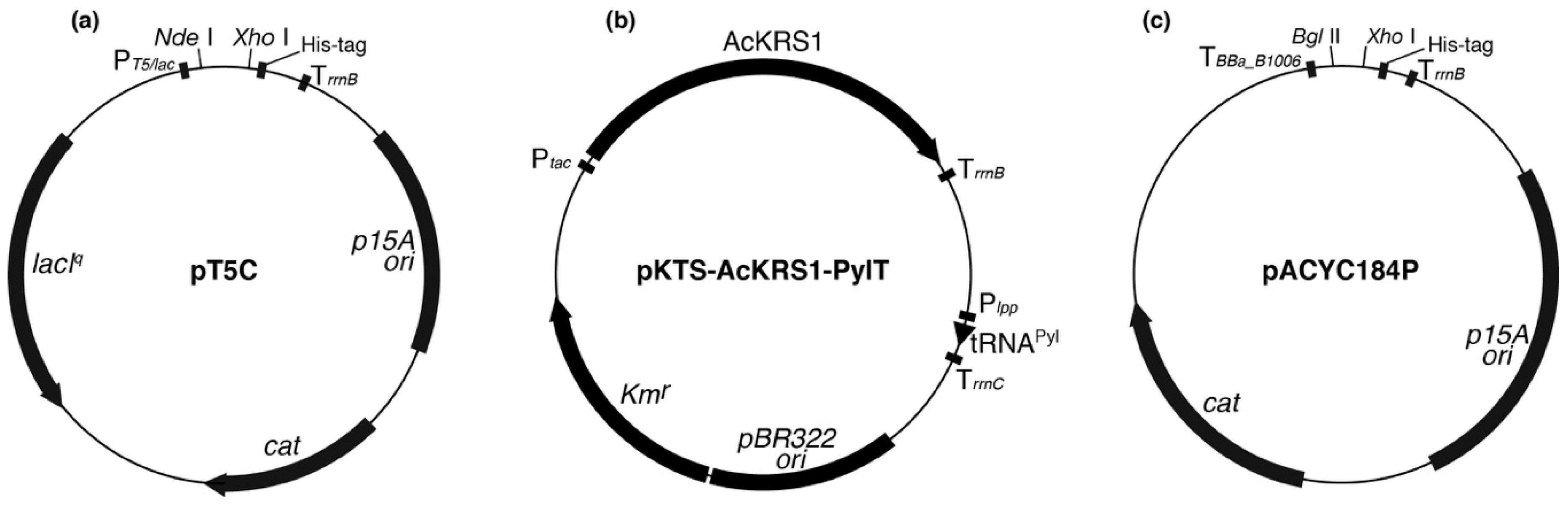 Genes 09 00473 g0a1 Genes 09 00473 g0a1