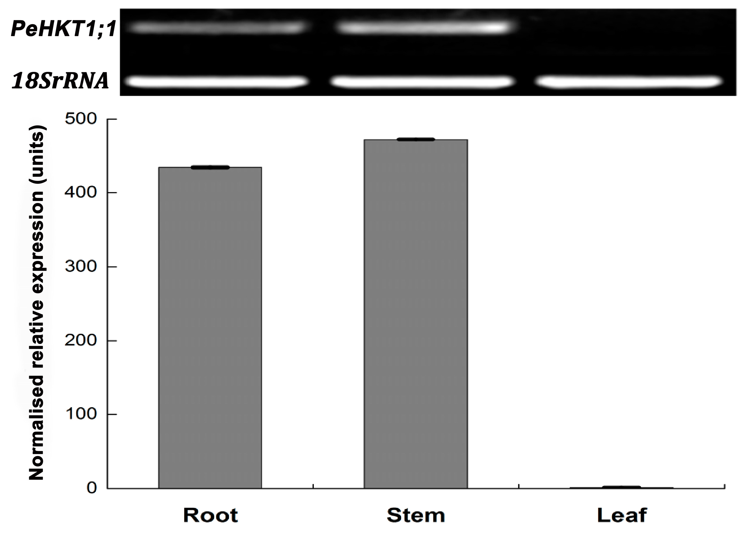 Genes 09 00475 g002 Genes 09 00475 g002