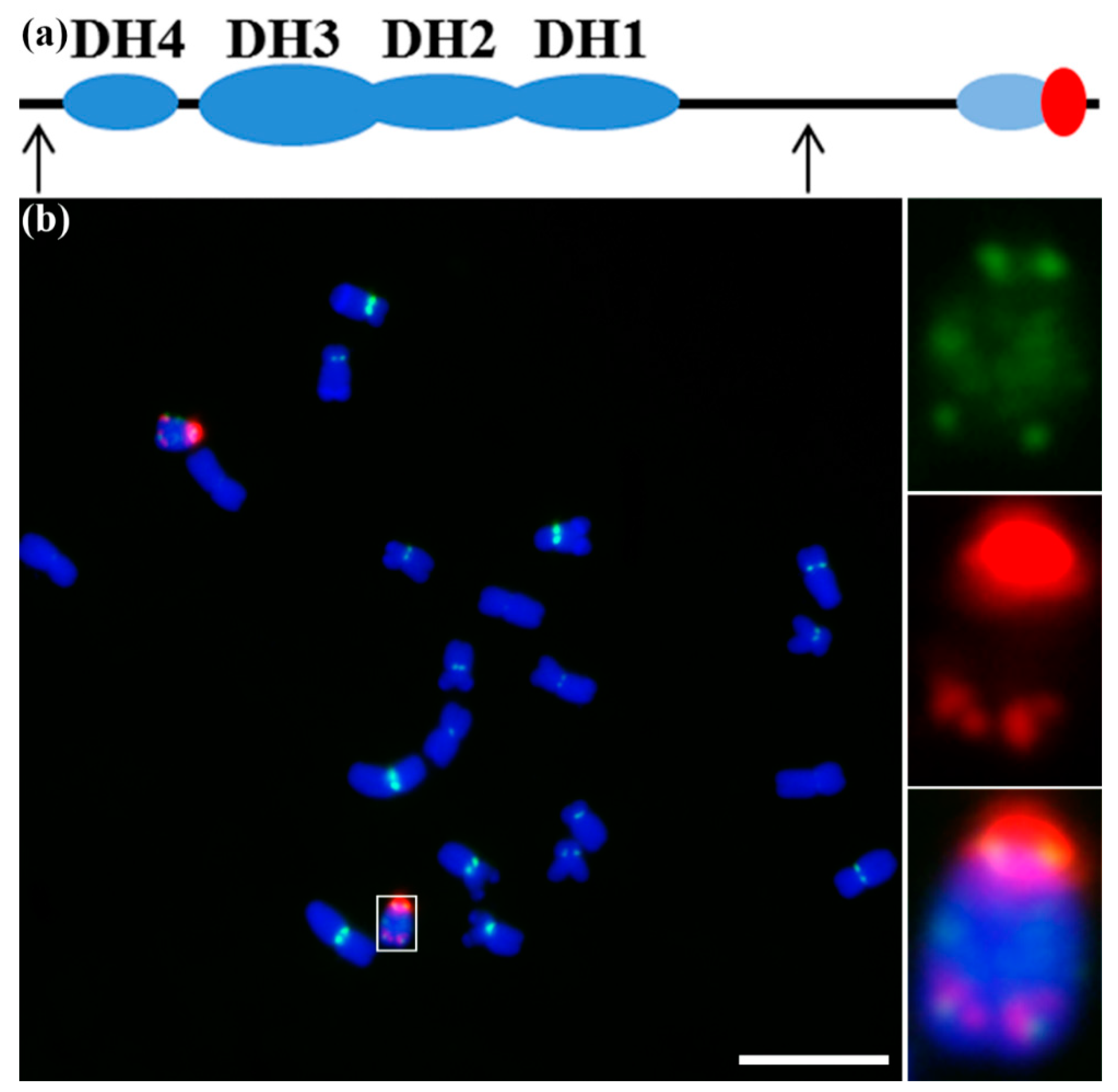 Genes | Free Full-Text | The Behavior of the Maize B Chromosome and Centromere Genes | Free Full-Text | The Behavior of the Maize B Chromosome and Centromere