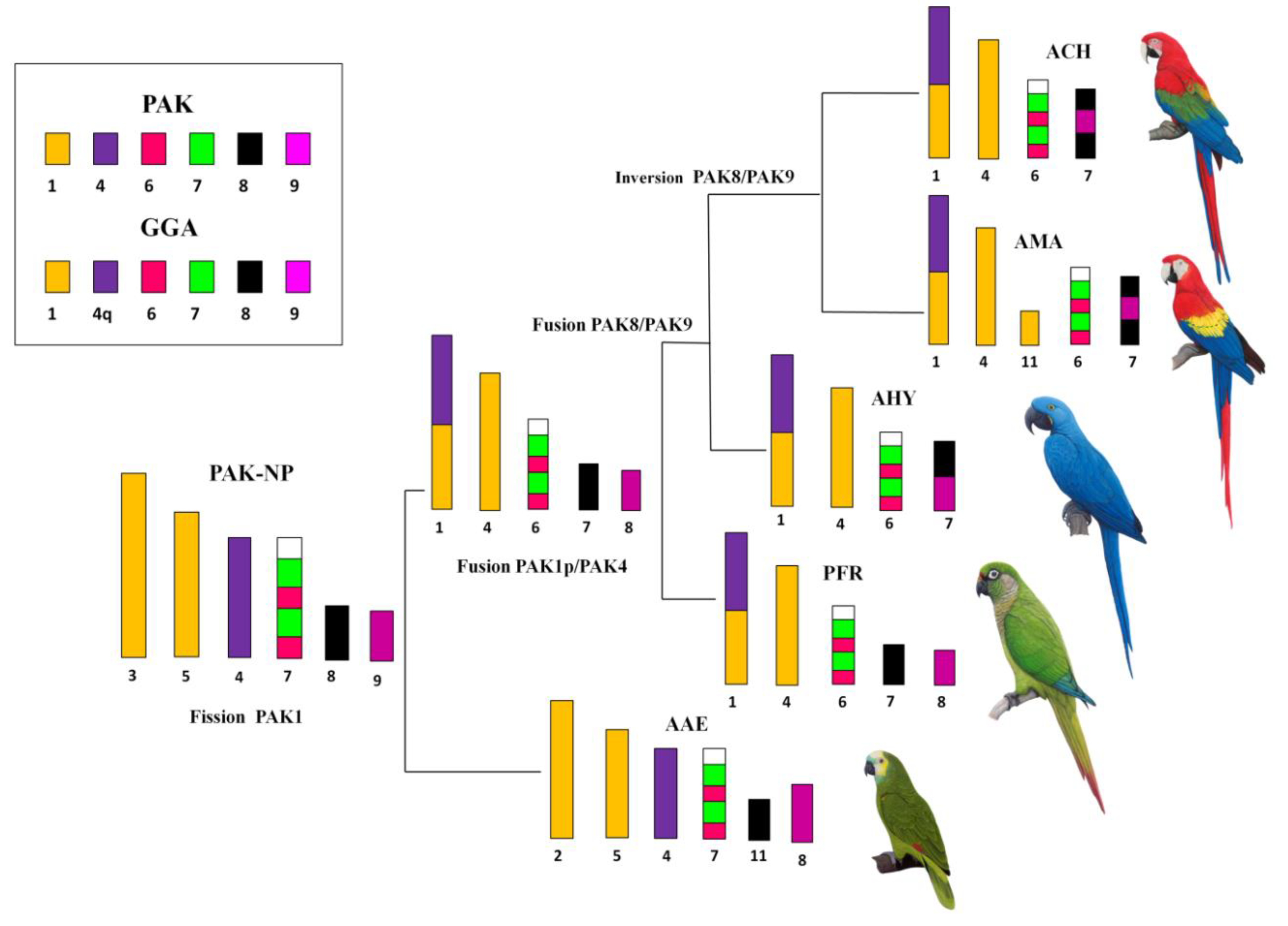 Genes | Free Full-Text | Chromosome Painting in Neotropical Long- and  Short-Tailed Parrots (Aves, Psittaciformes): Phylogeny and Proposal for a  Putative Ancestral Karyotype for Tribe Arini | HTML