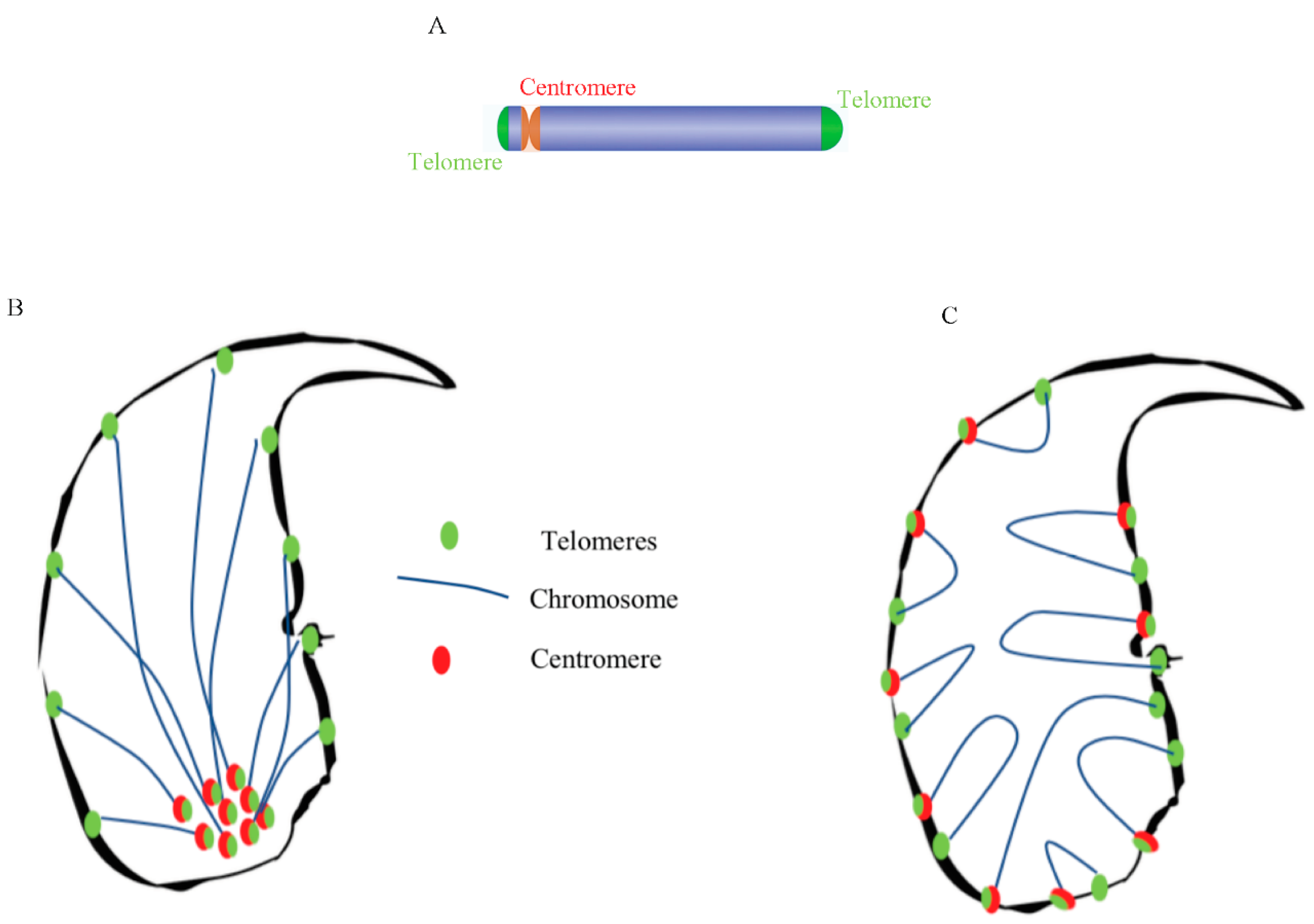 Genes 09 00501 g005 Genes 09 00501 g005