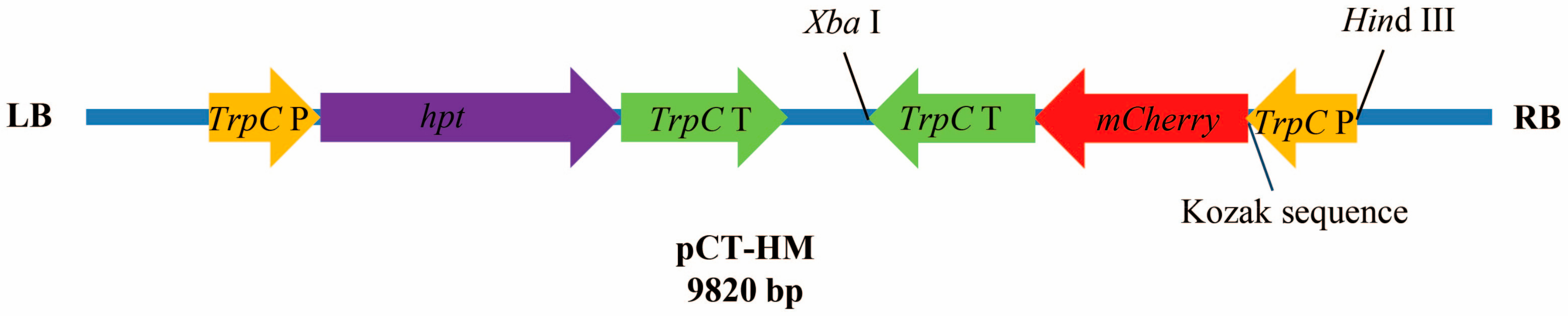 Genes 09 00508 g001 Genes 09 00508 g001