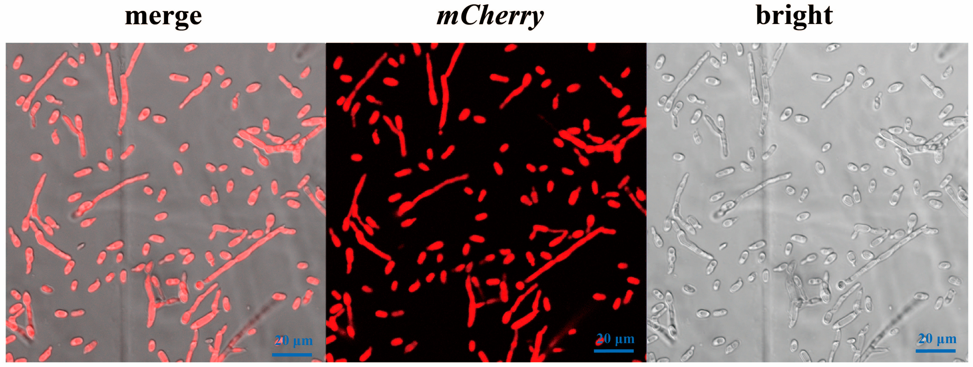 Genes 09 00508 g002 Genes 09 00508 g002