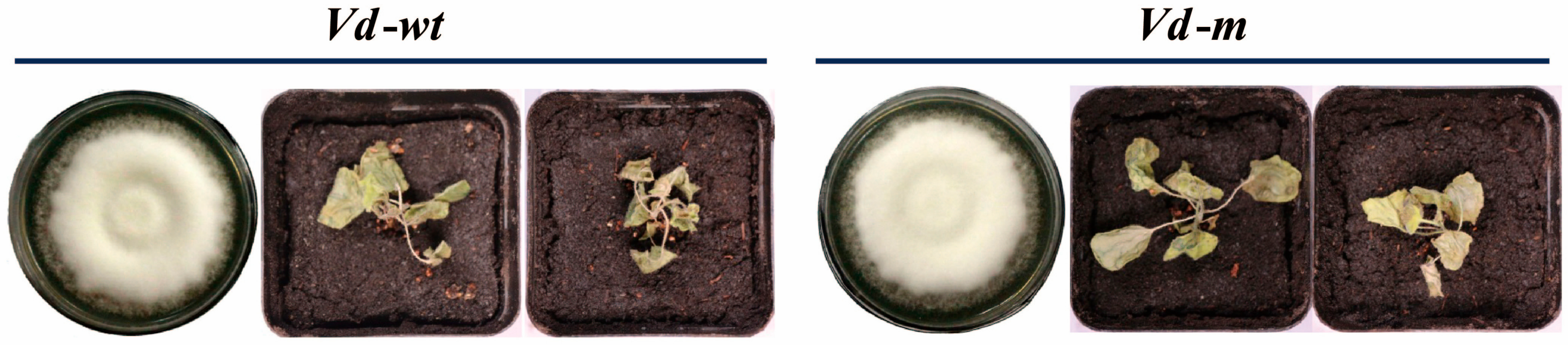 Genes 09 00508 g003 Genes 09 00508 g003