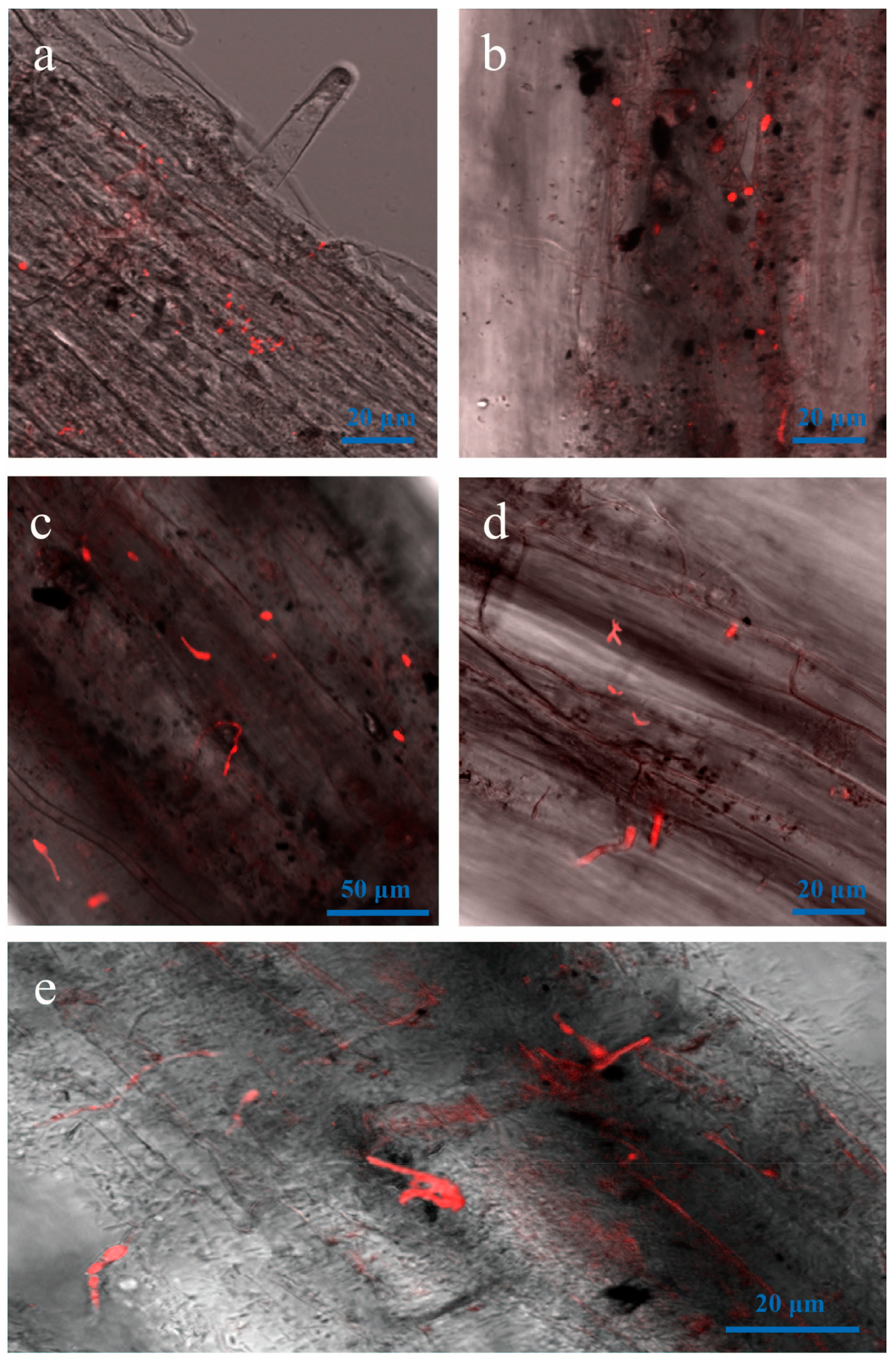 Genes 09 00508 g004 Genes 09 00508 g004