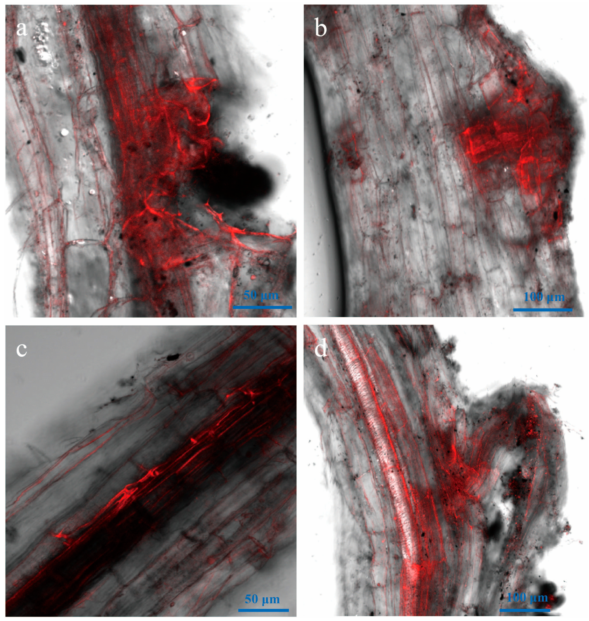 Genes 09 00508 g005 Genes 09 00508 g005