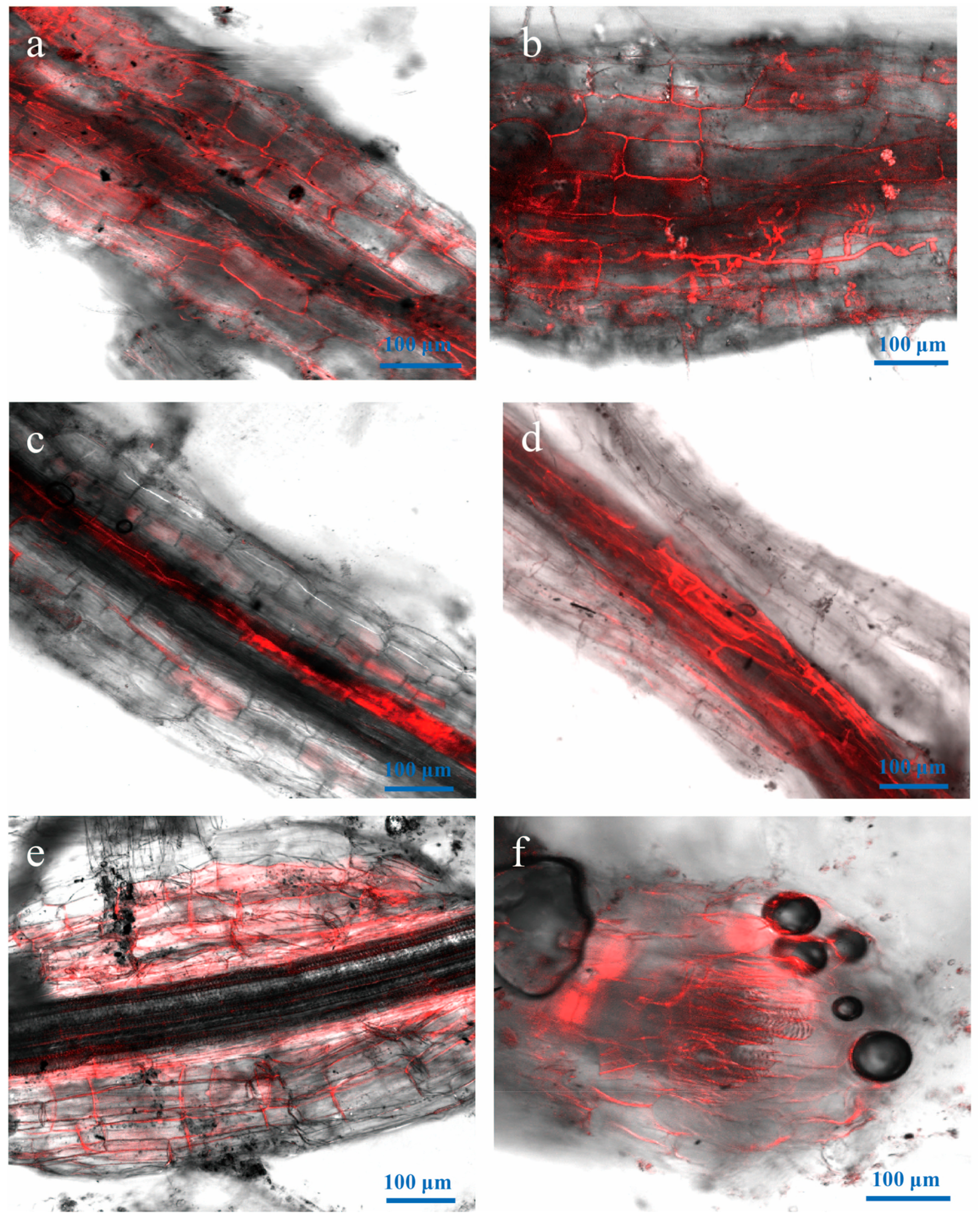 Genes 09 00508 g006 Genes 09 00508 g006