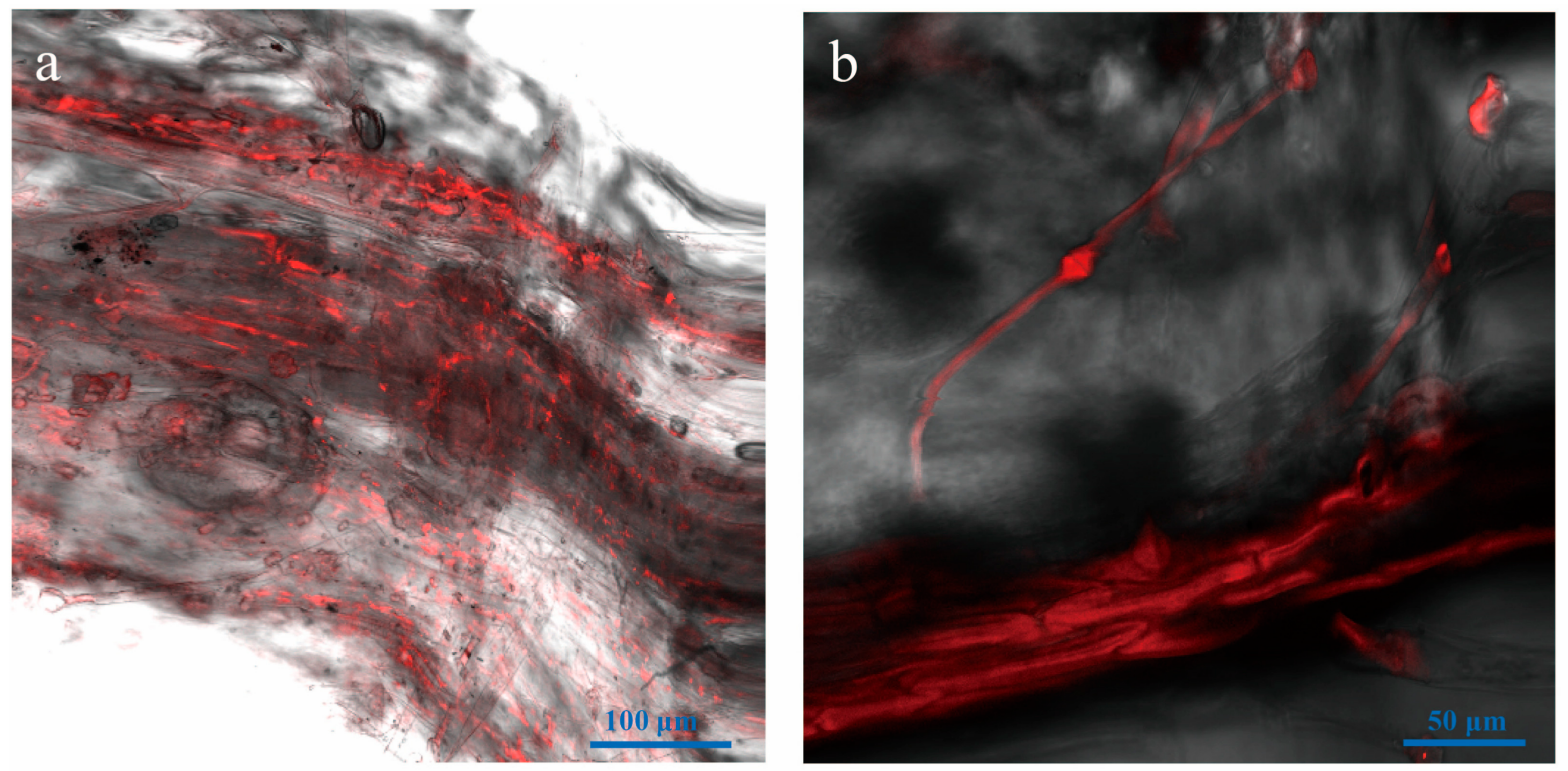 Genes 09 00508 g007 Genes 09 00508 g007