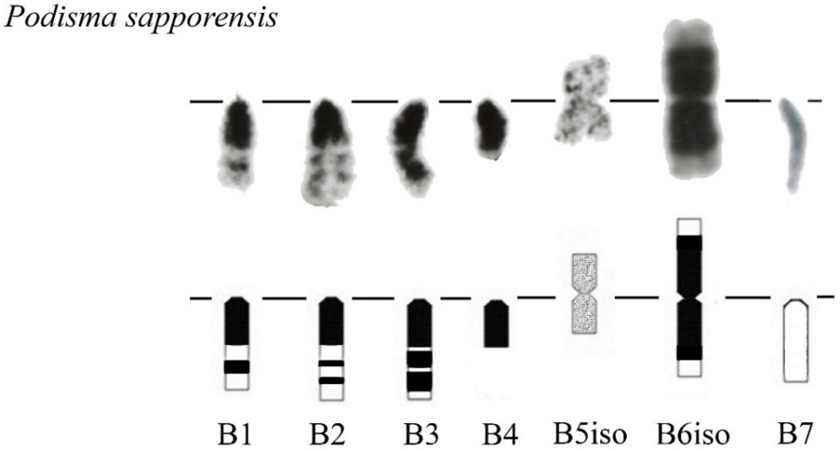 Genes | Free Full-Text | B Chromosomes in Grasshoppers: Different