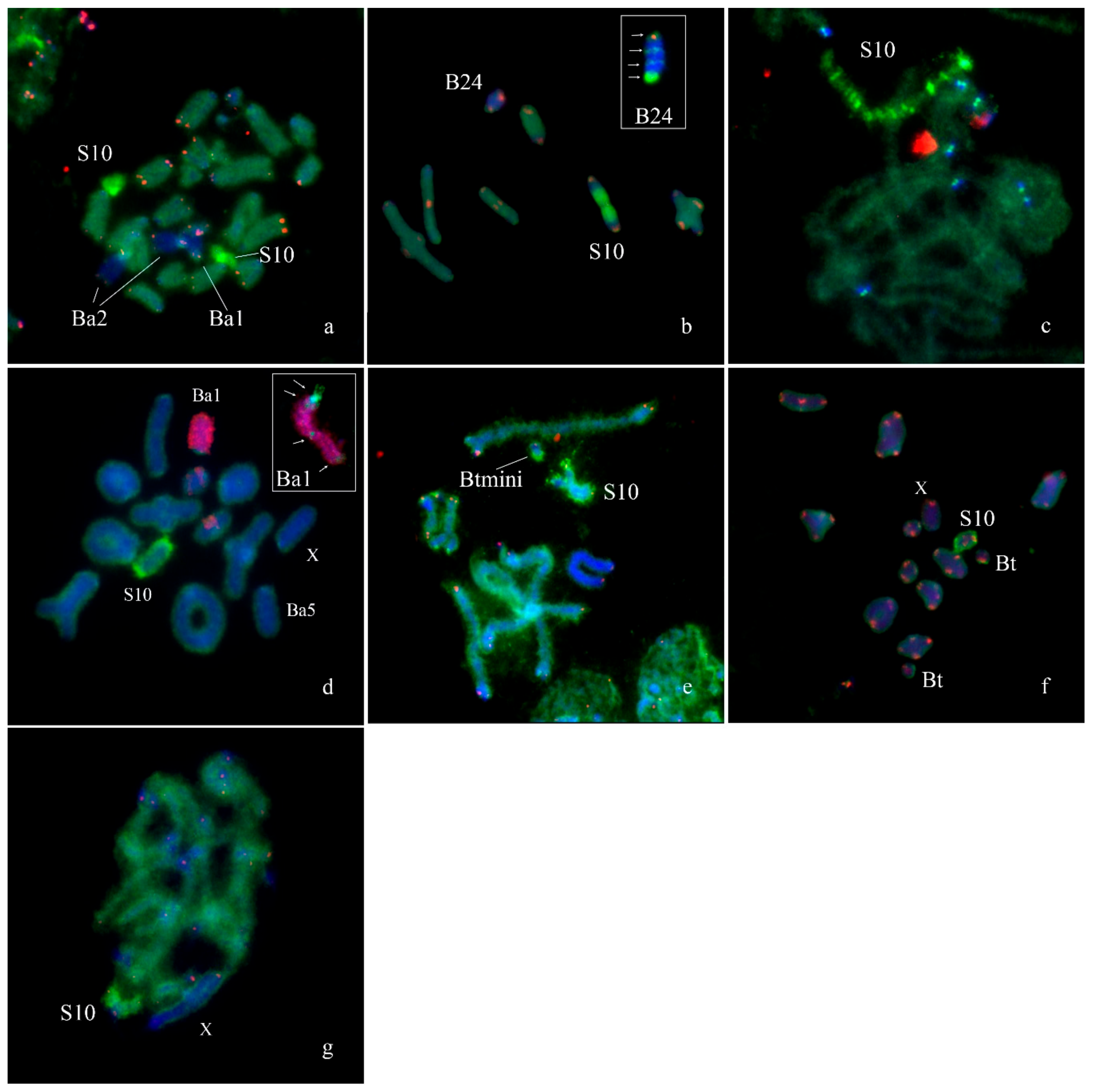 Genes 09 00509 g010 Genes 09 00509 g010
