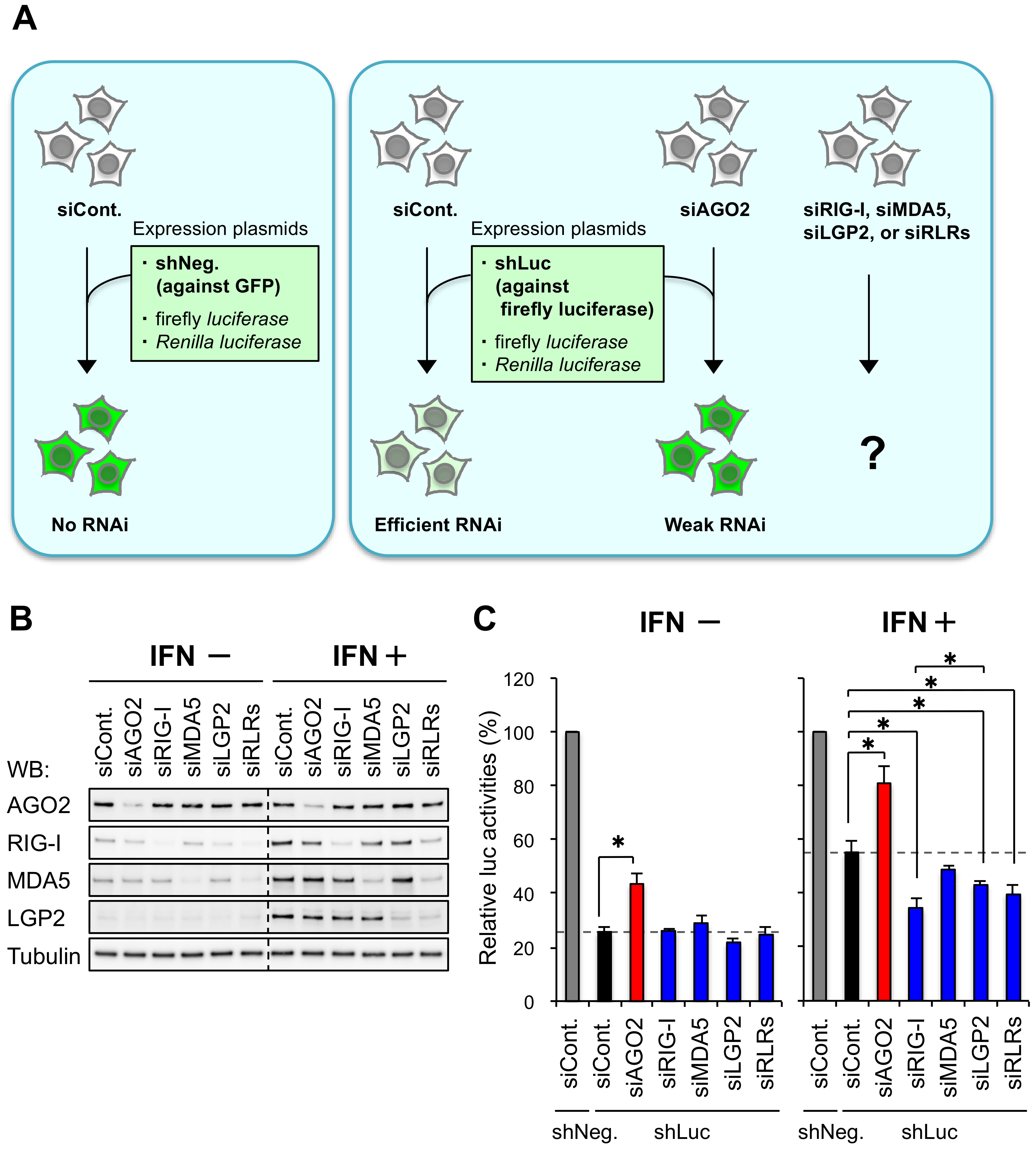 Genes 09 00511 g001 Genes 09 00511 g001