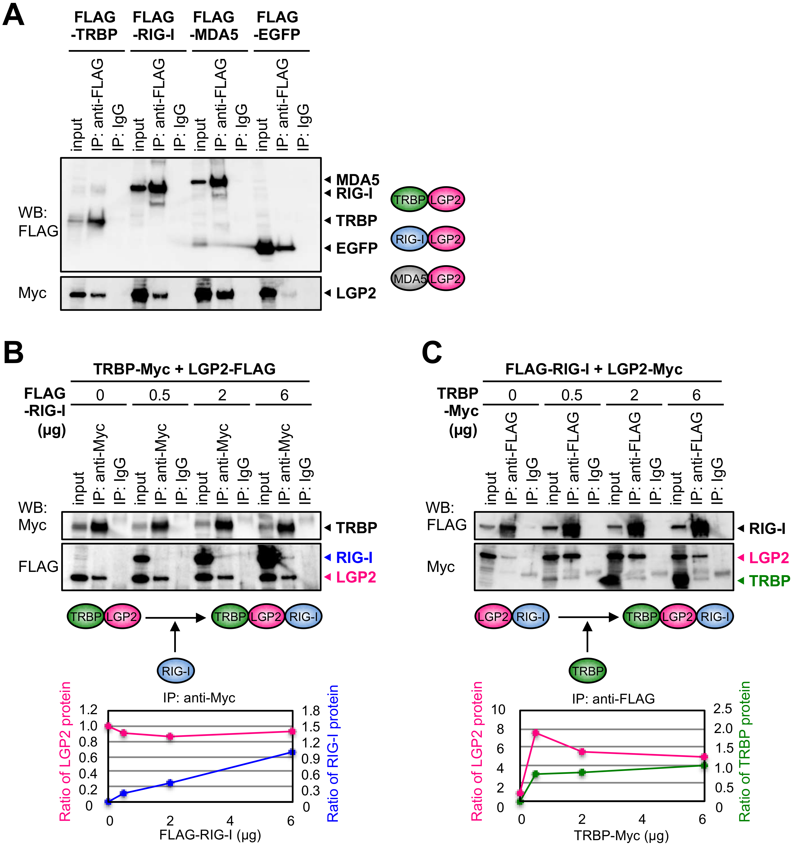 Genes 09 00511 g003a Genes 09 00511 g003a