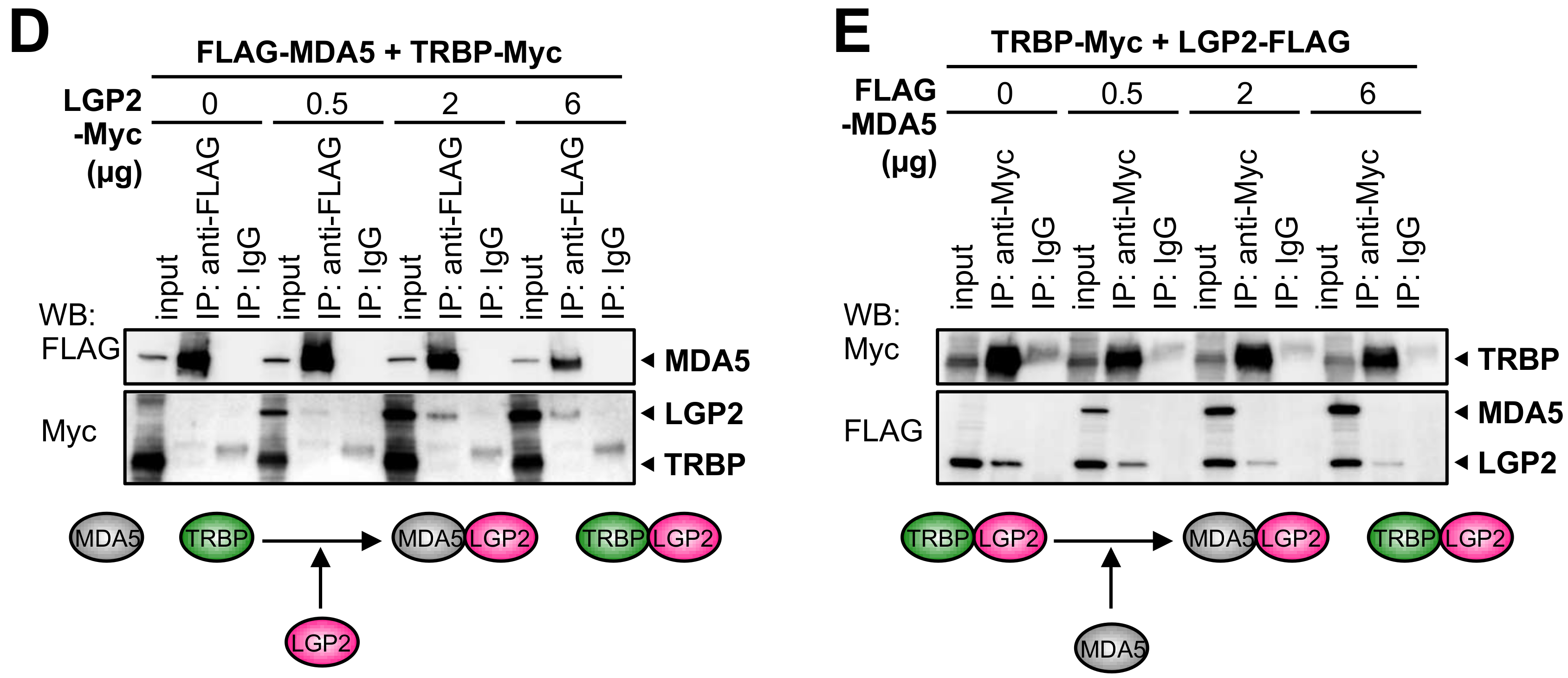 Genes 09 00511 g003b Genes 09 00511 g003b