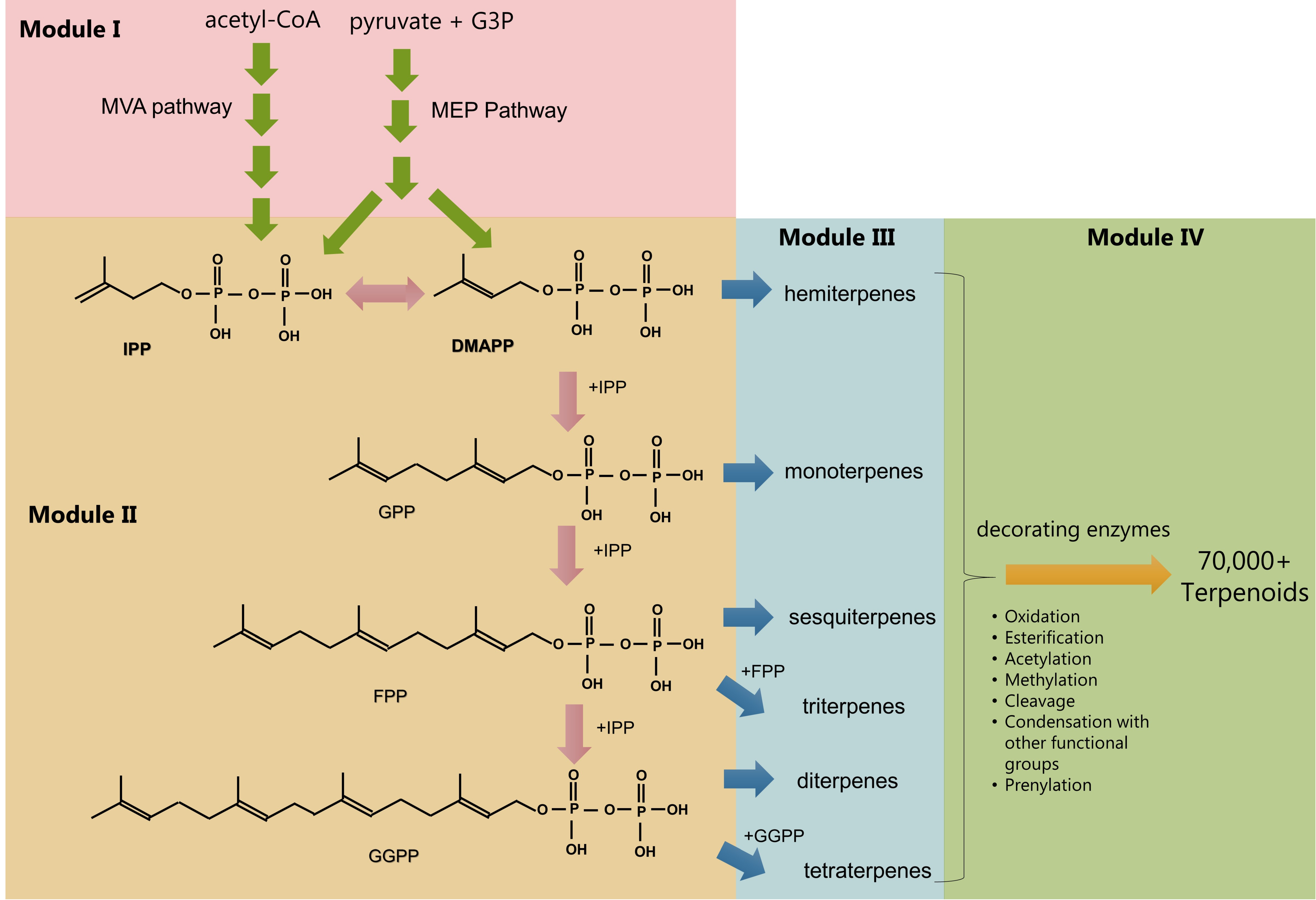 a Possible synthesis mechanism of MEEP. b¹HNMR spectra of MEEP