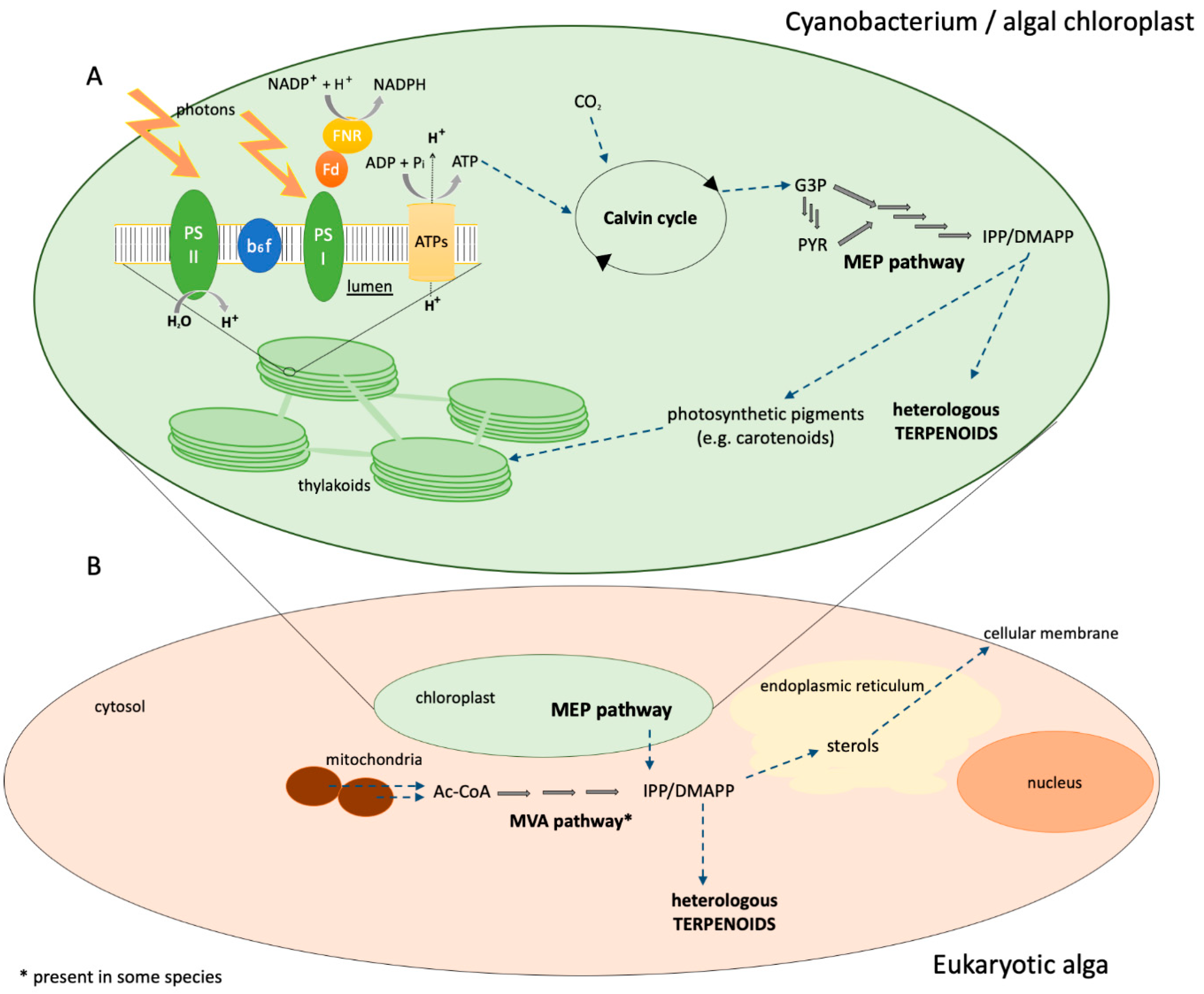Genes 09 00520 g002