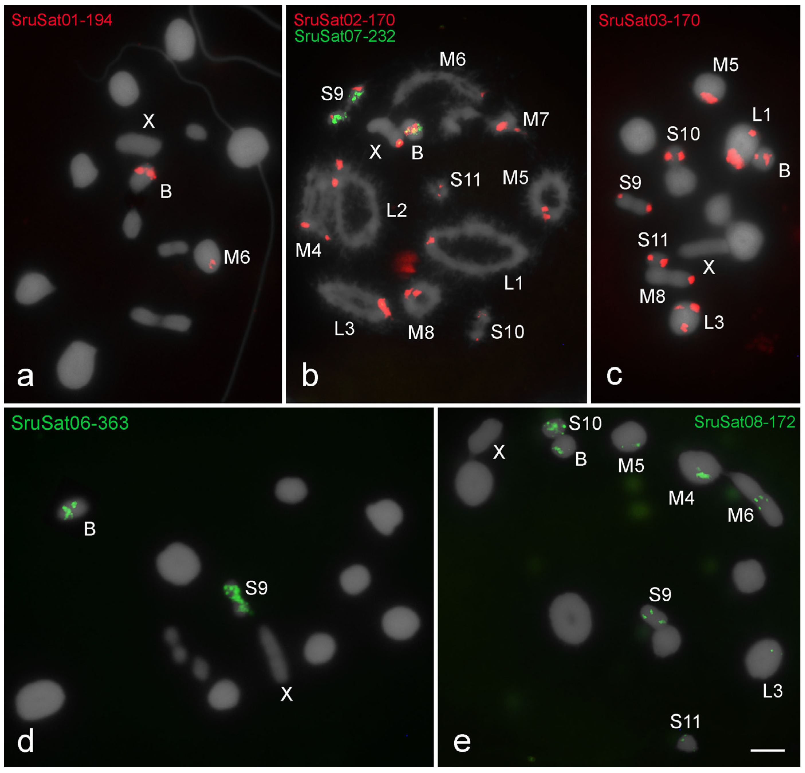 Genes | Free Full-Text | Satellite DNAs Unveil Clues about the Ancestry