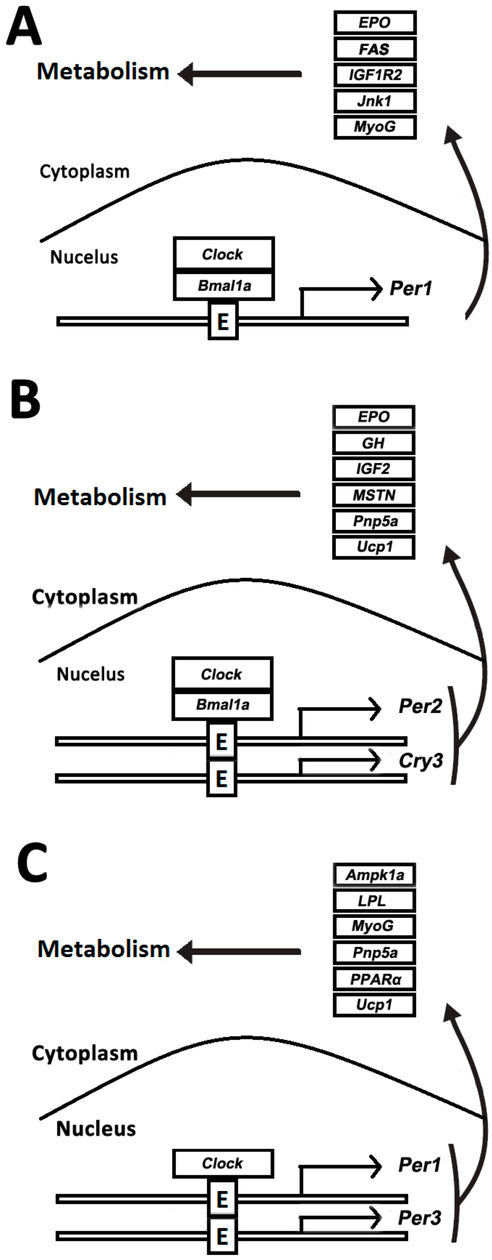 Genes 09 00526 g007 Genes 09 00526 g007