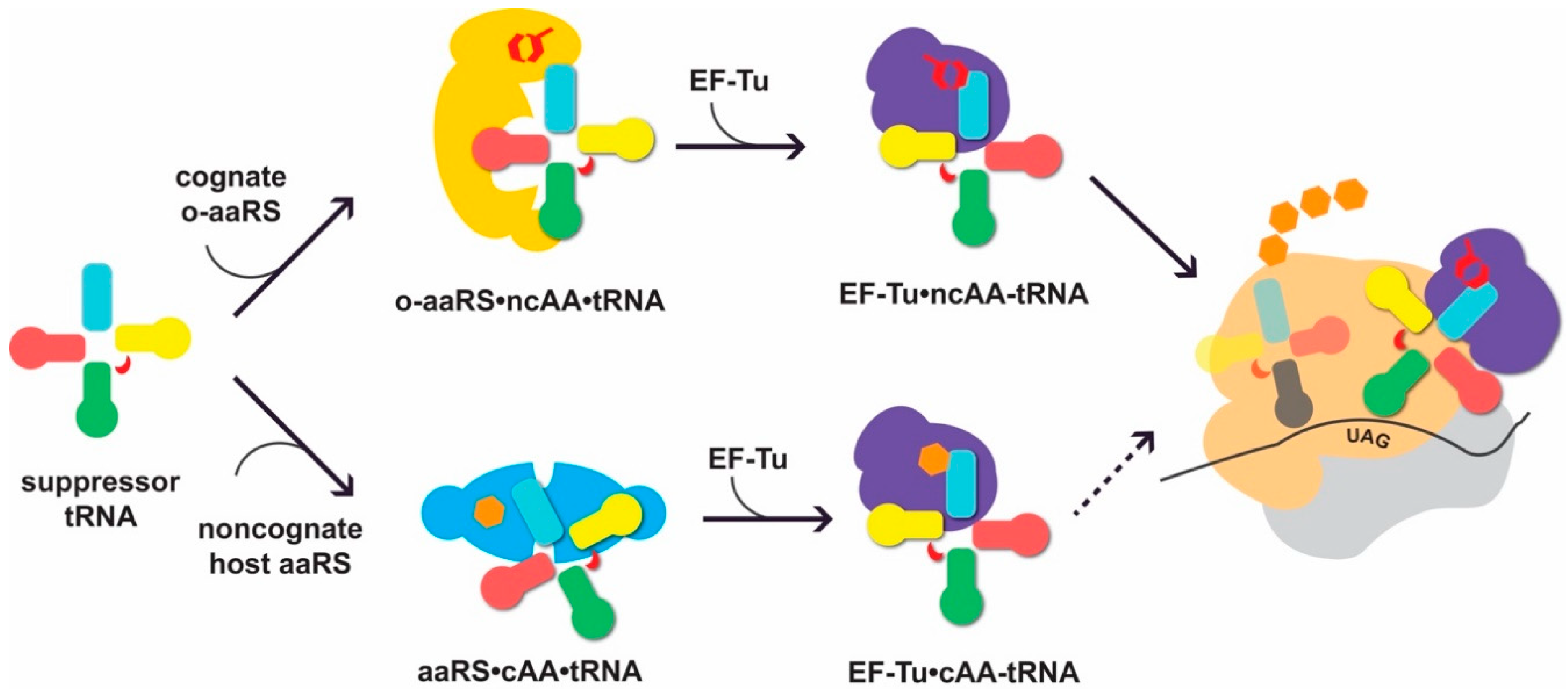 Genes 09 00537 g001