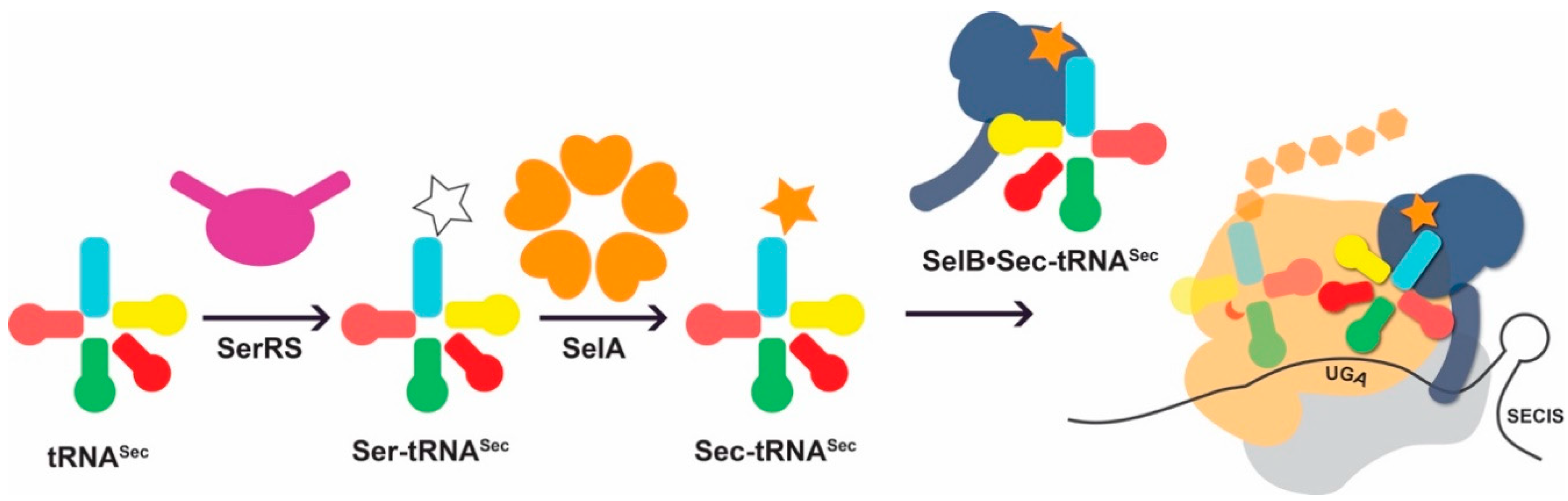 Genes 09 00537 g002