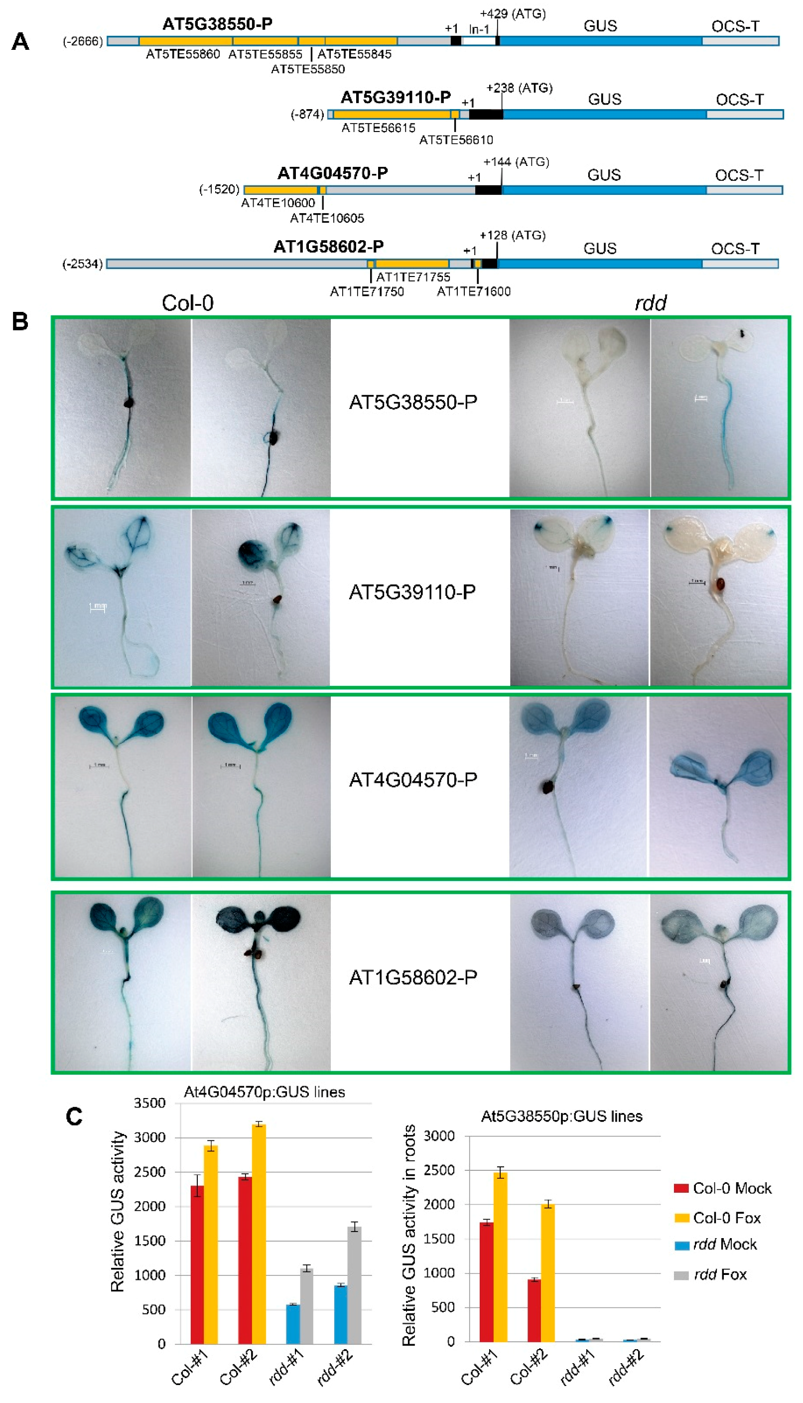 Genes 09 00550 g001 Genes 09 00550 g001
