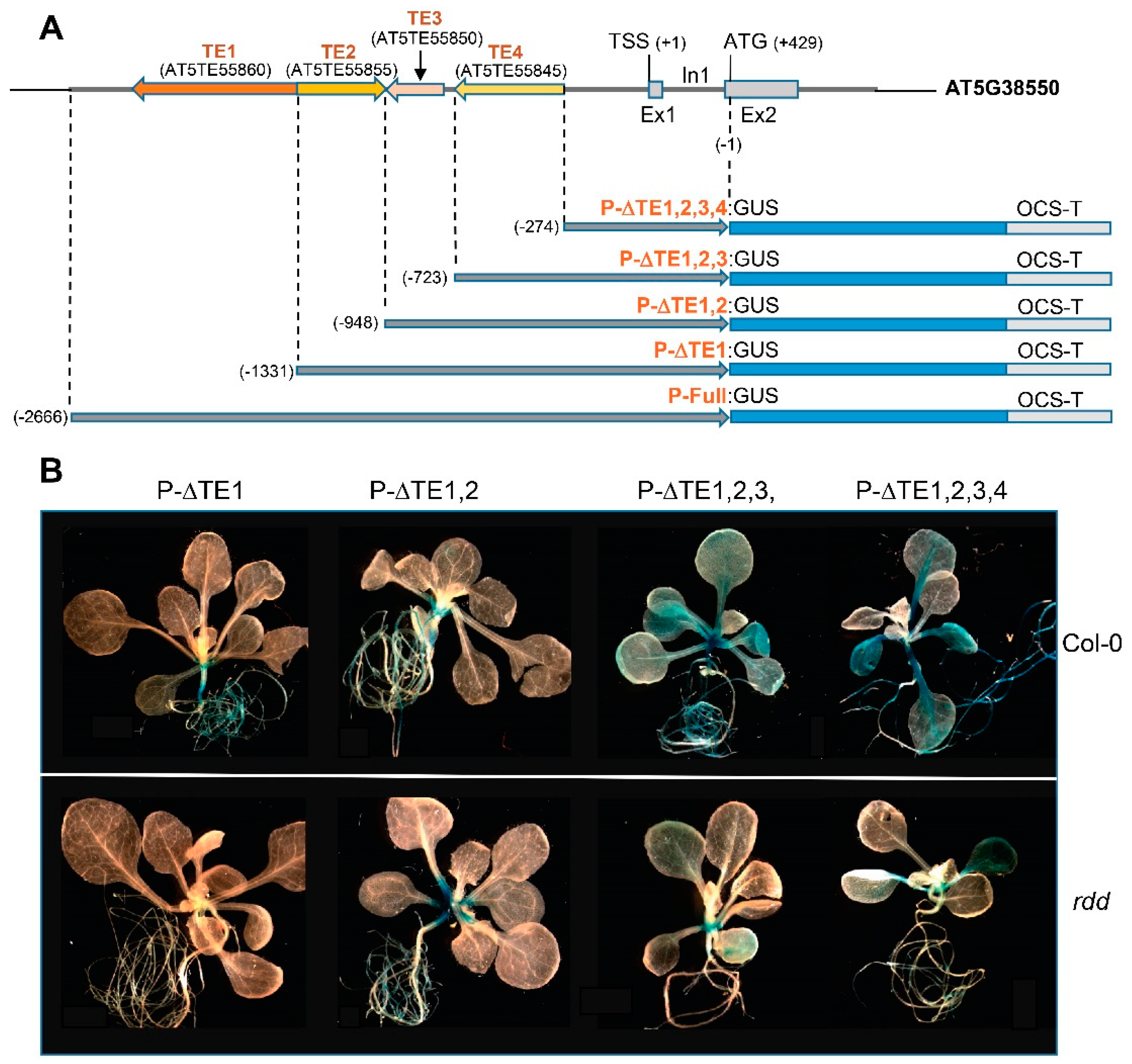 Genes 09 00550 g004a Genes 09 00550 g004a