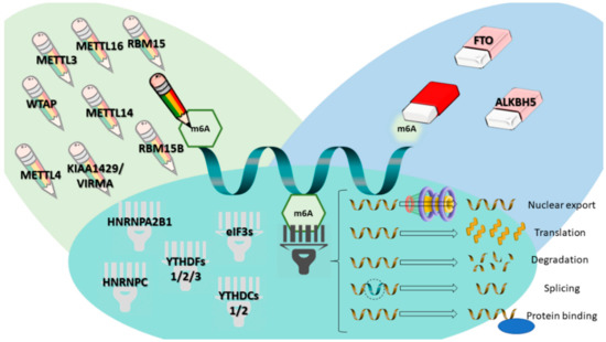The Emerging Role of Epitranscriptomics in Cancer: Focus on