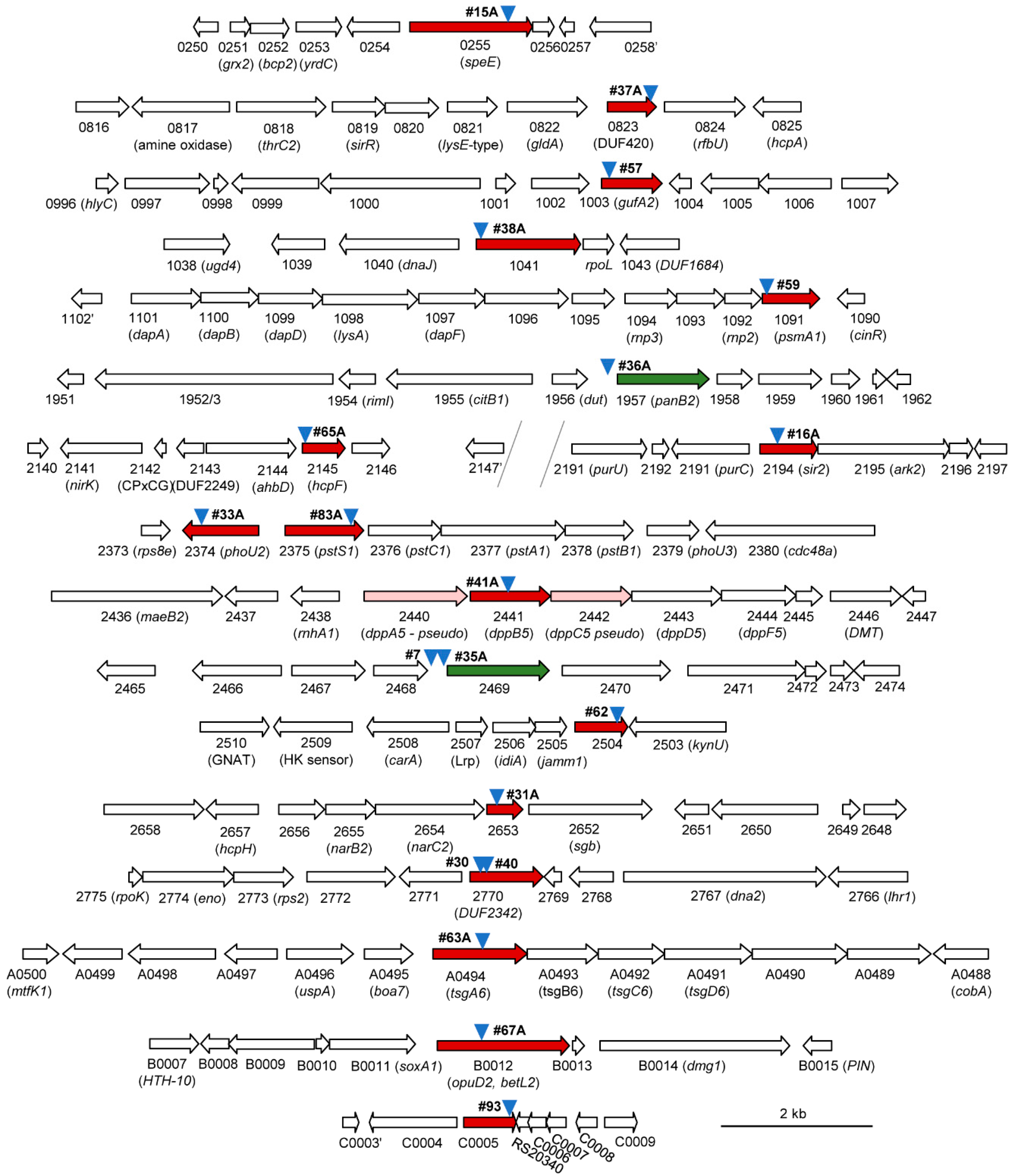 Genes 09 00562 g003 Genes 09 00562 g003