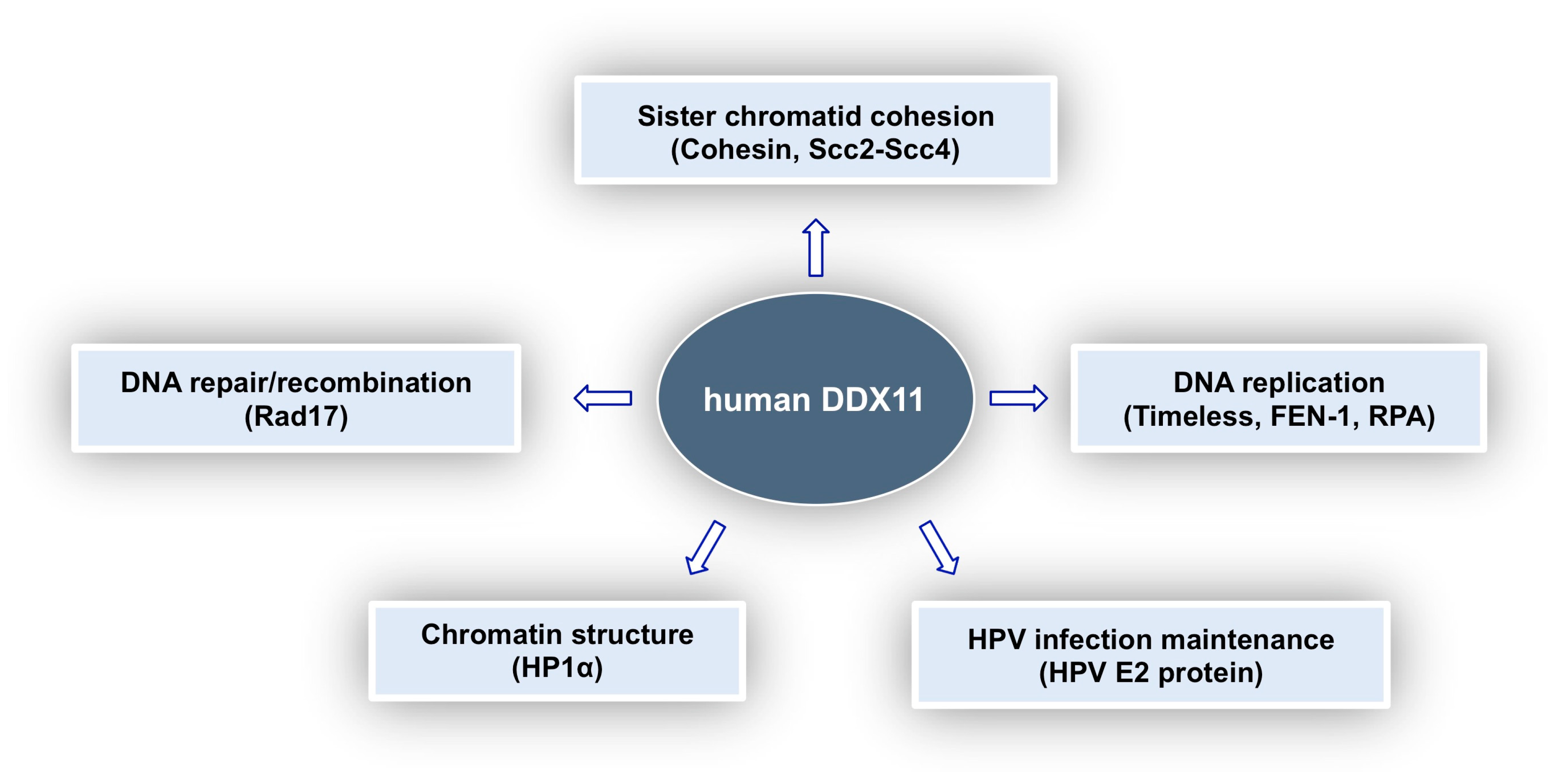 Genes 09 00564 g005 Genes 09 00564 g005