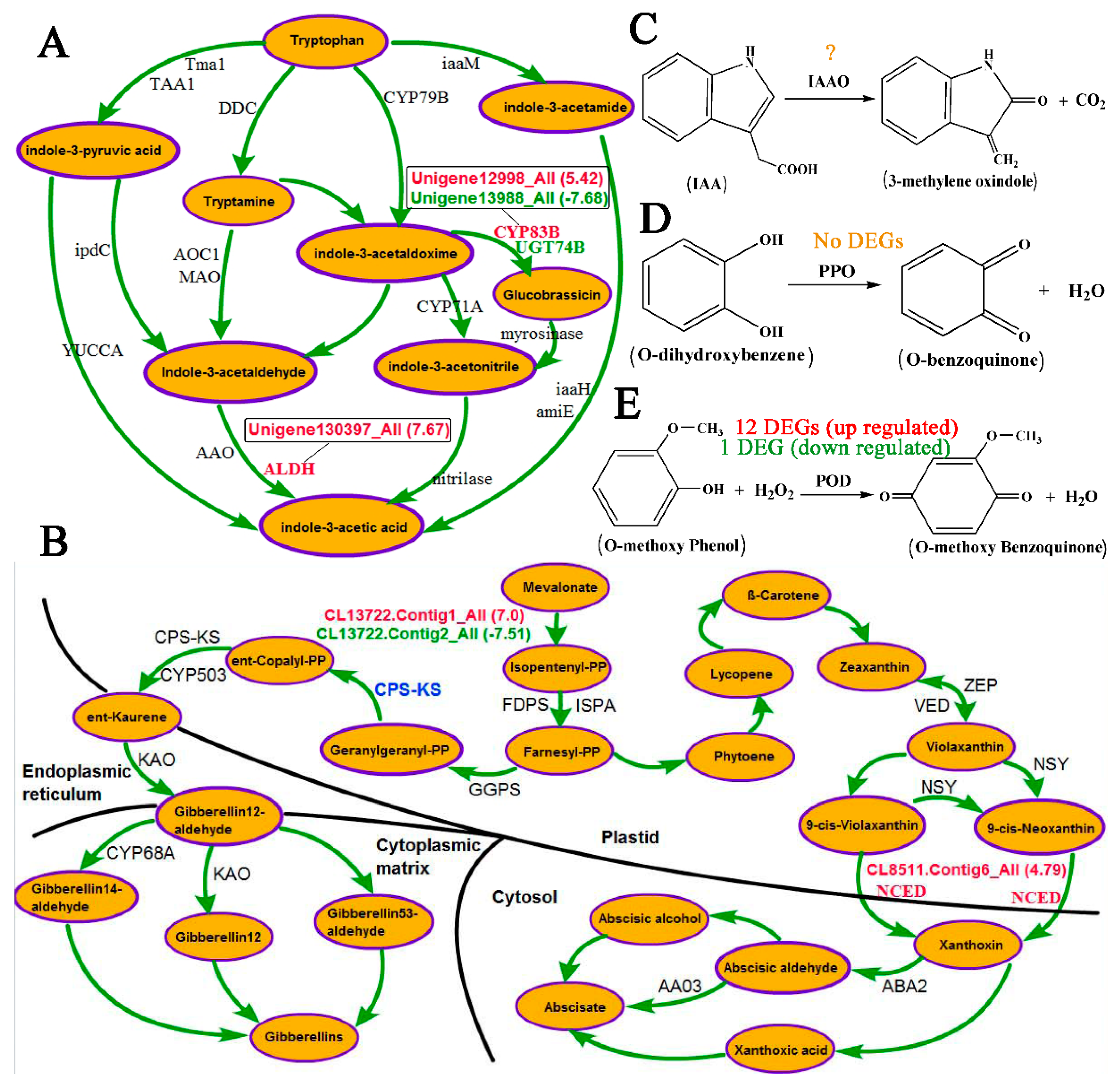 Genes 09 00572 g007
