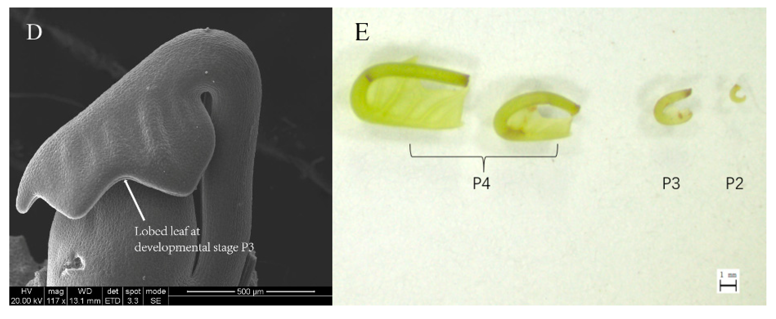 Genes 09 00577 g001b Genes 09 00577 g001b