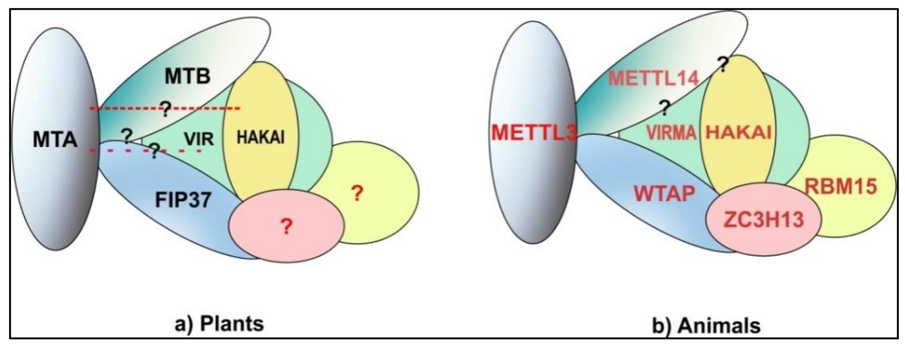 Genes 09 00596 g002