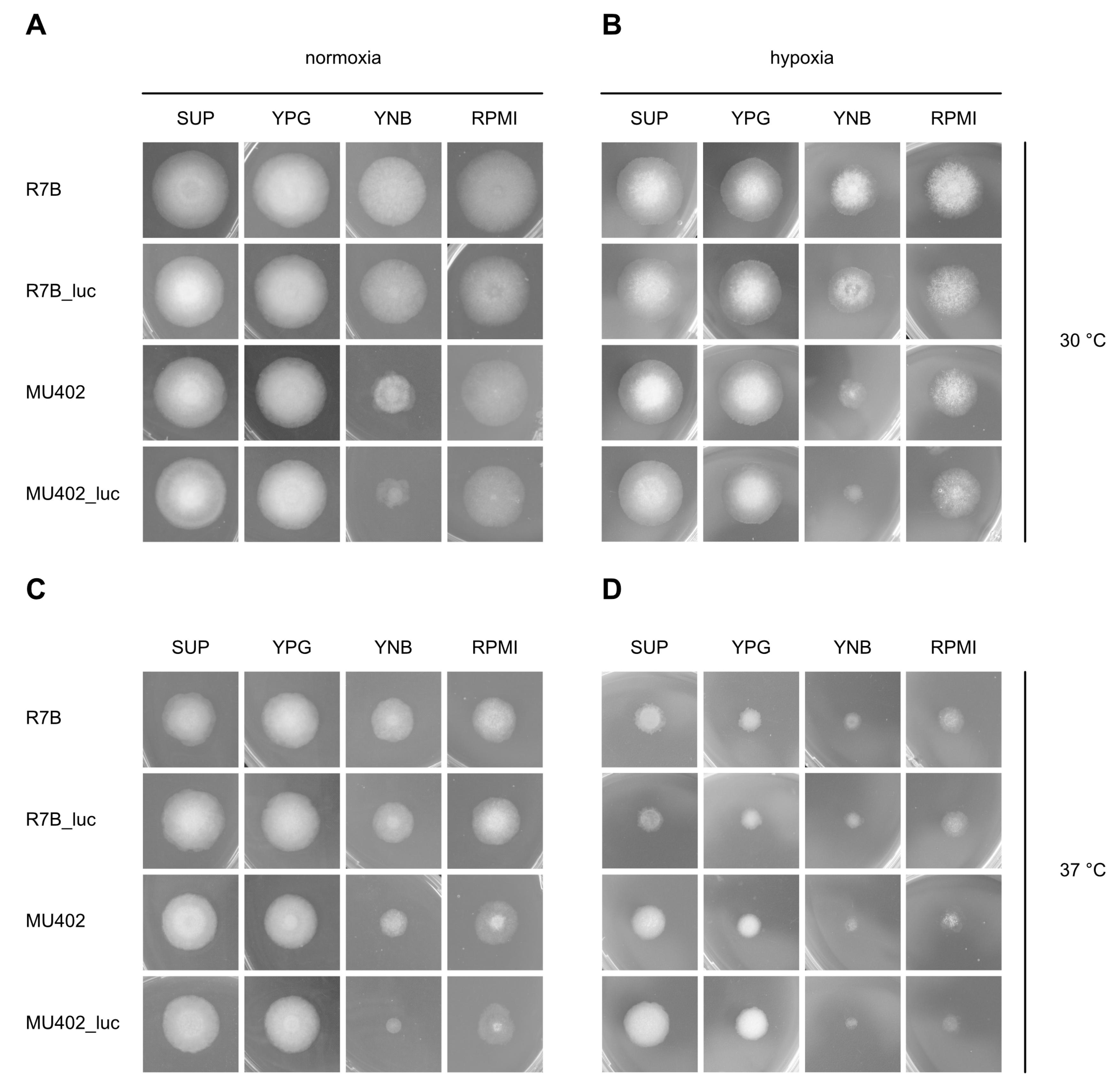 Genes 09 00613 g001 Genes 09 00613 g001