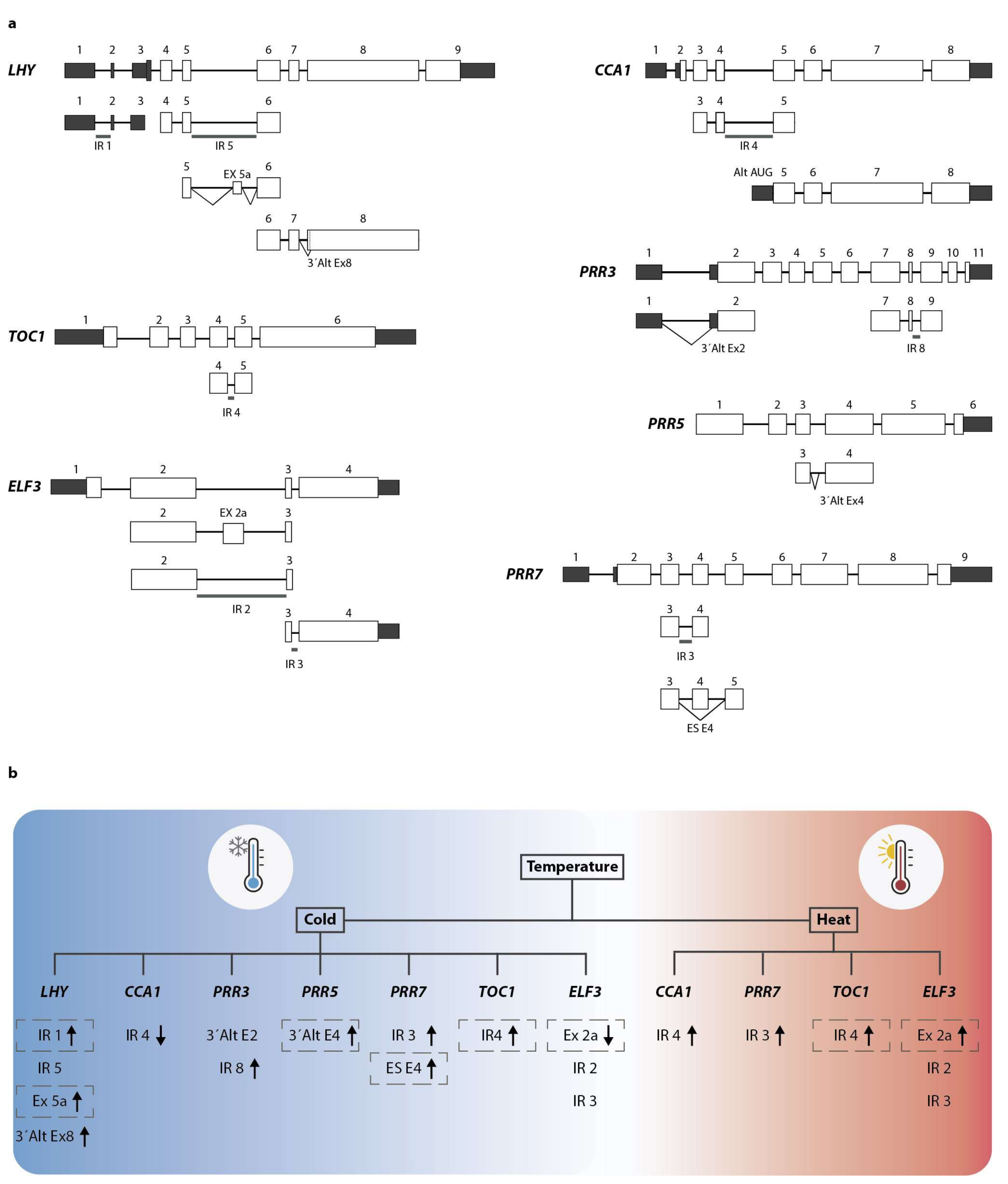 Genes 09 00616 g002