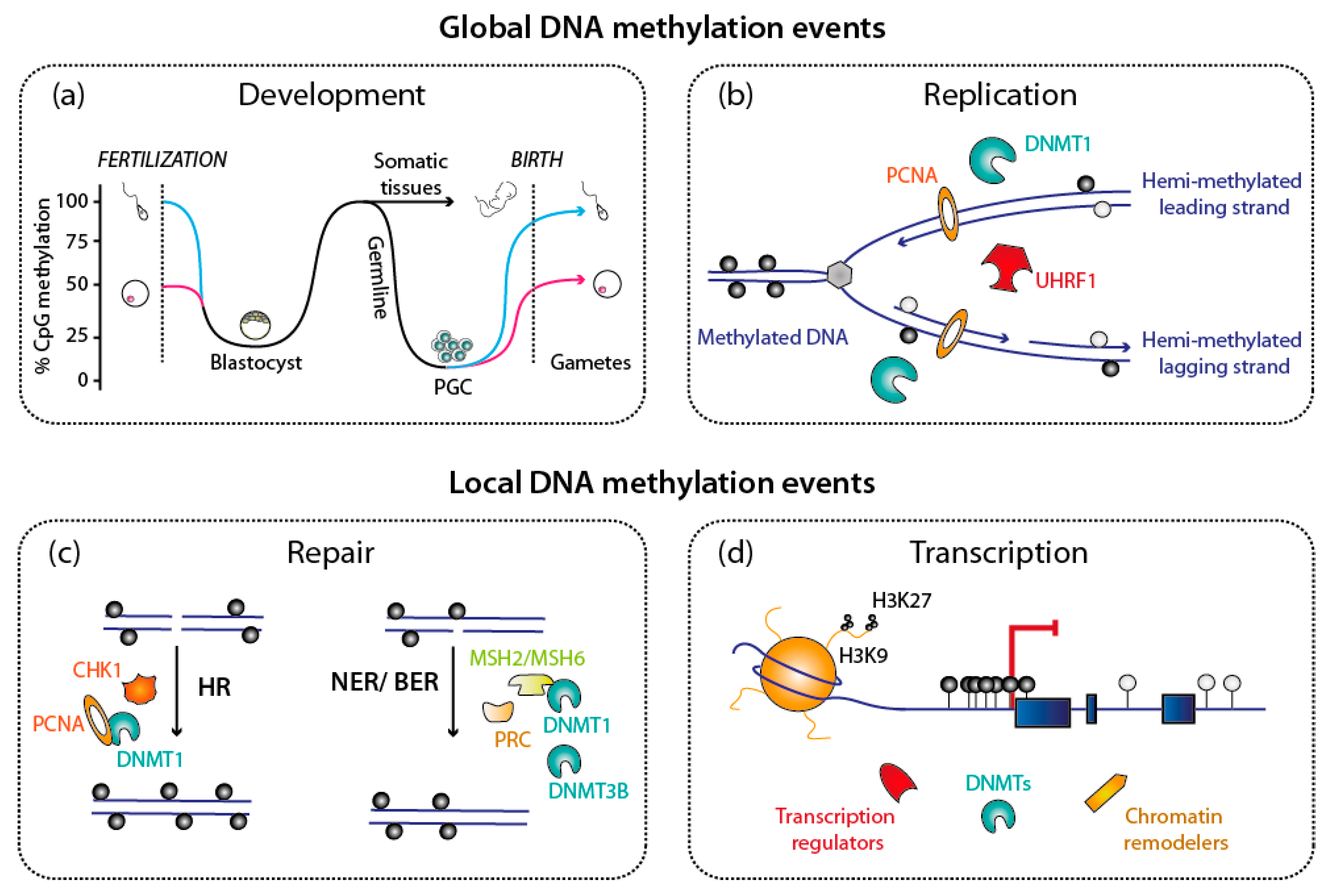 Genes 09 00617 g002