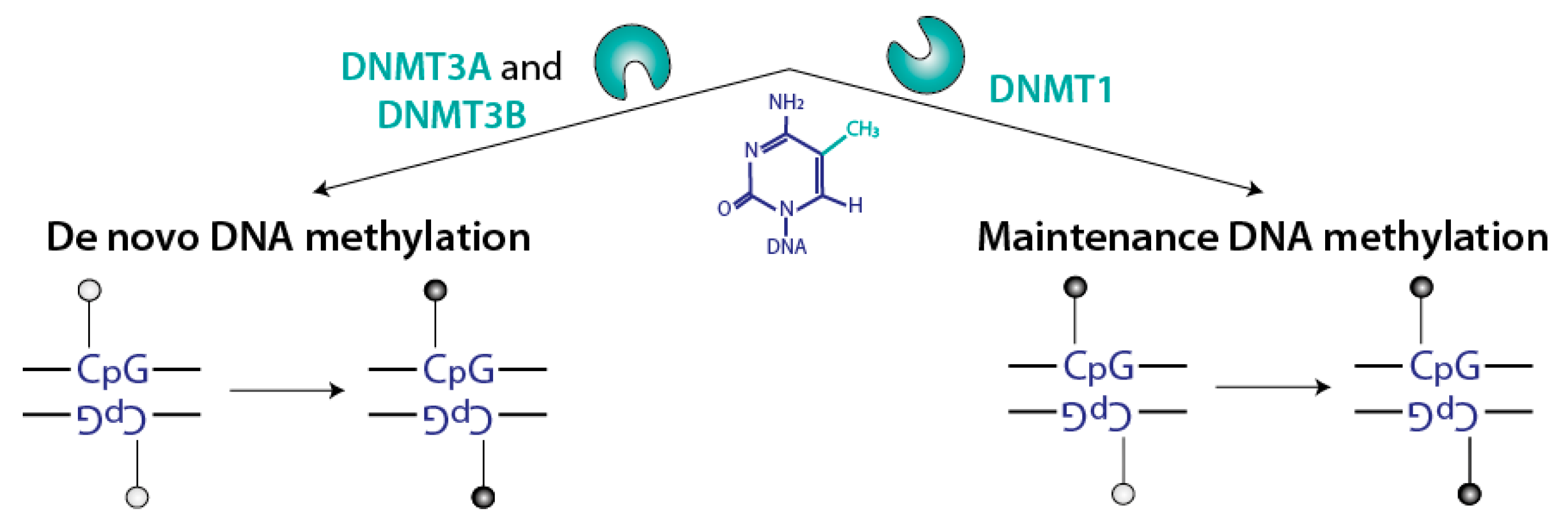 Genes 09 00617 g003